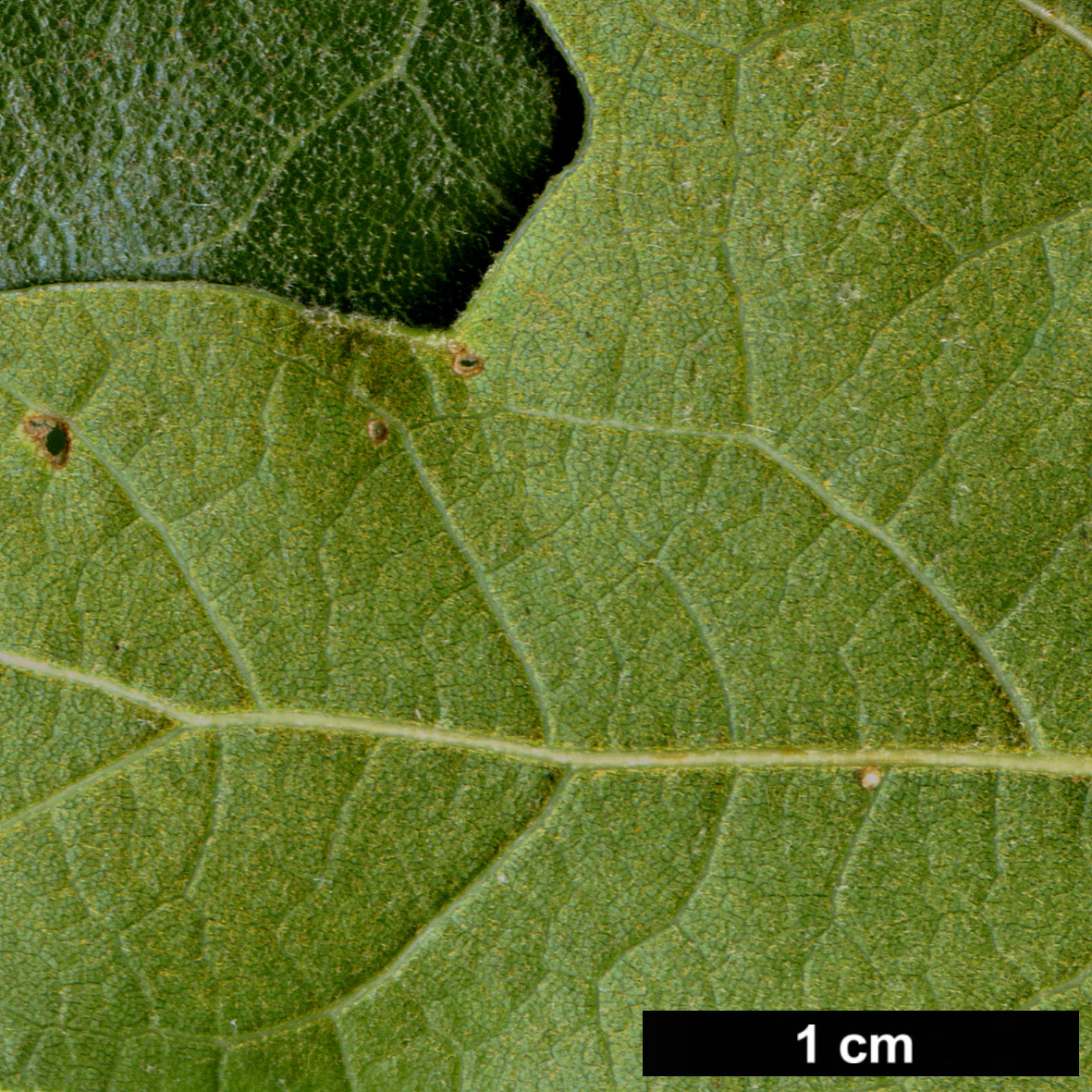 High resolution image: Family: Fagaceae - Genus: Quercus - Taxon: marilandica