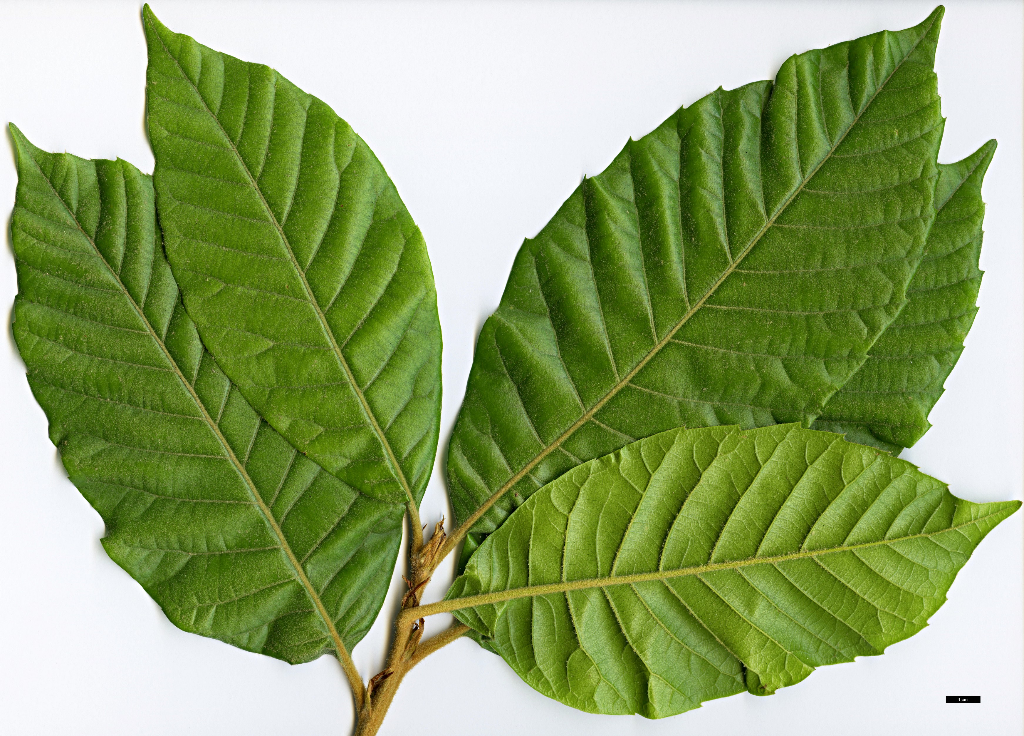 High resolution image: Family: Fagaceae - Genus: Quercus - Taxon: marlipoensis