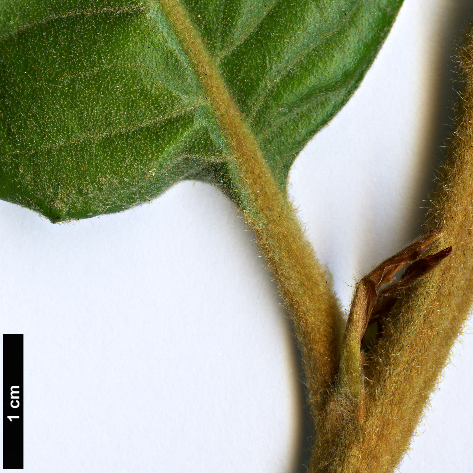 High resolution image: Family: Fagaceae - Genus: Quercus - Taxon: marlipoensis