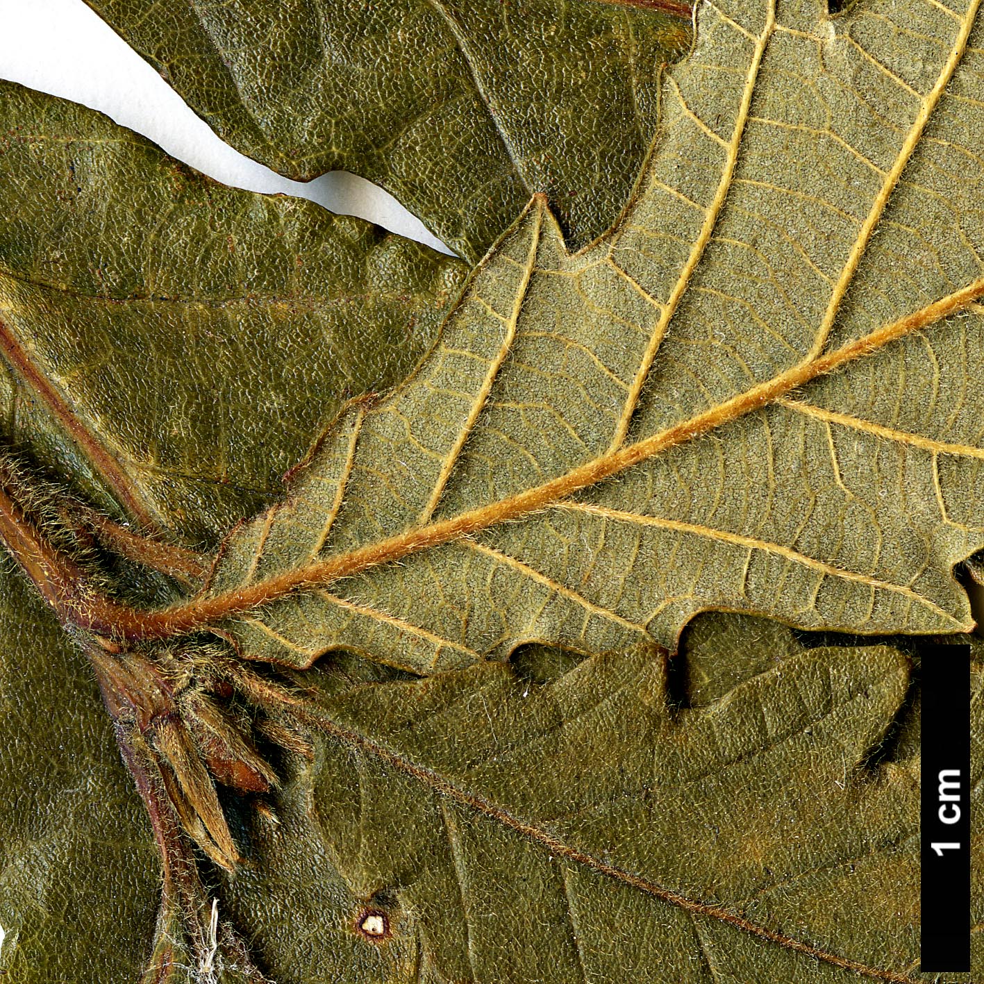 High resolution image: Family: Fagaceae - Genus: Quercus - Taxon: michauxii