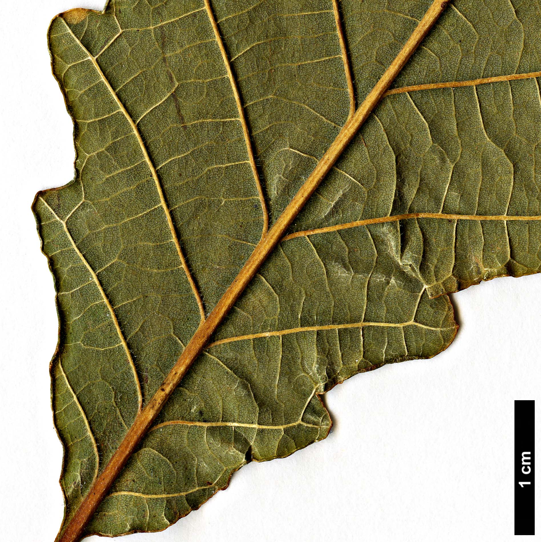 High resolution image: Family: Fagaceae - Genus: Quercus - Taxon: michauxii