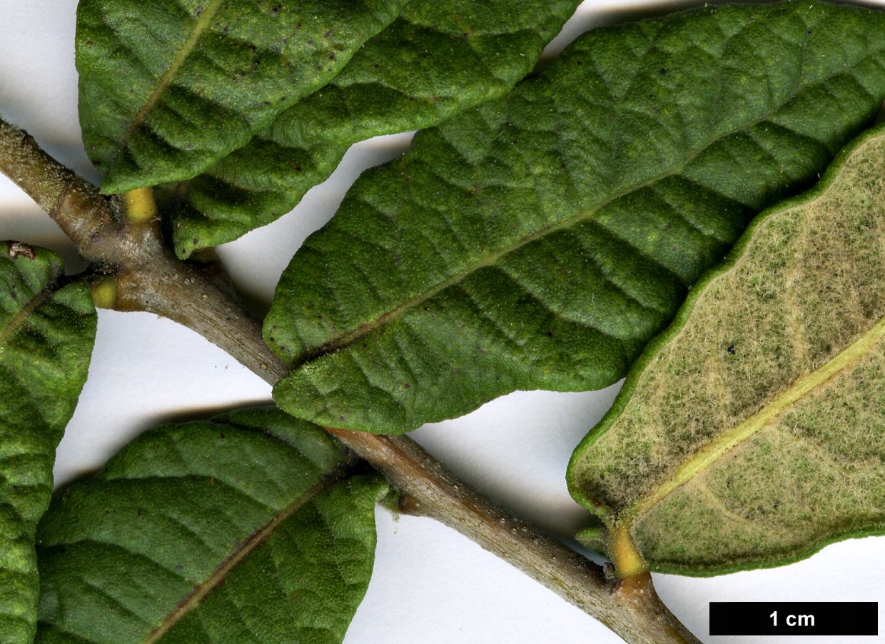 High resolution image: Family: Fagaceae - Genus: Quercus - Taxon: miquihuanensis