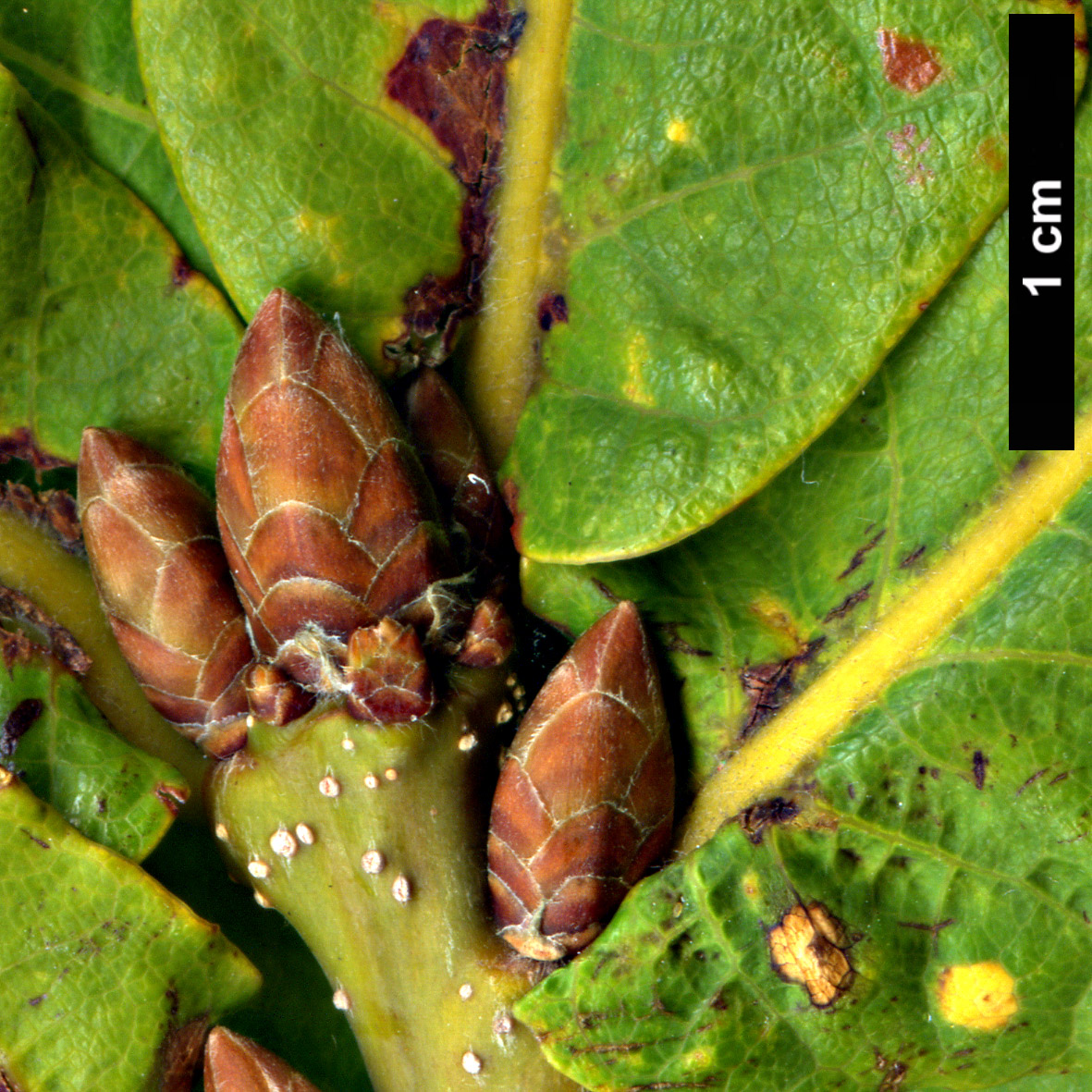 High resolution image: Family: Fagaceae - Genus: Quercus - Taxon: mongolica