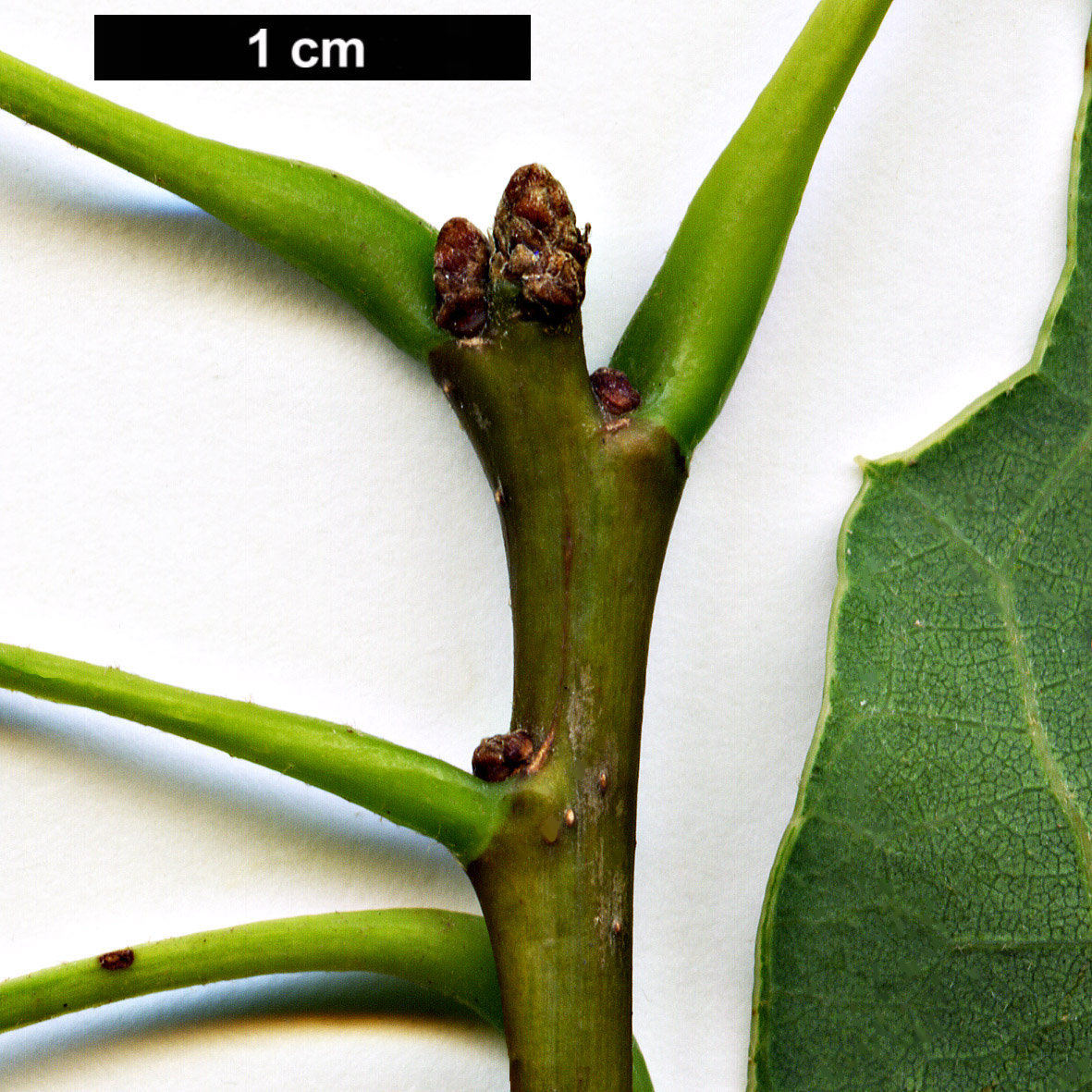 High resolution image: Family: Fagaceae - Genus: Quercus - Taxon: muehlenbergii