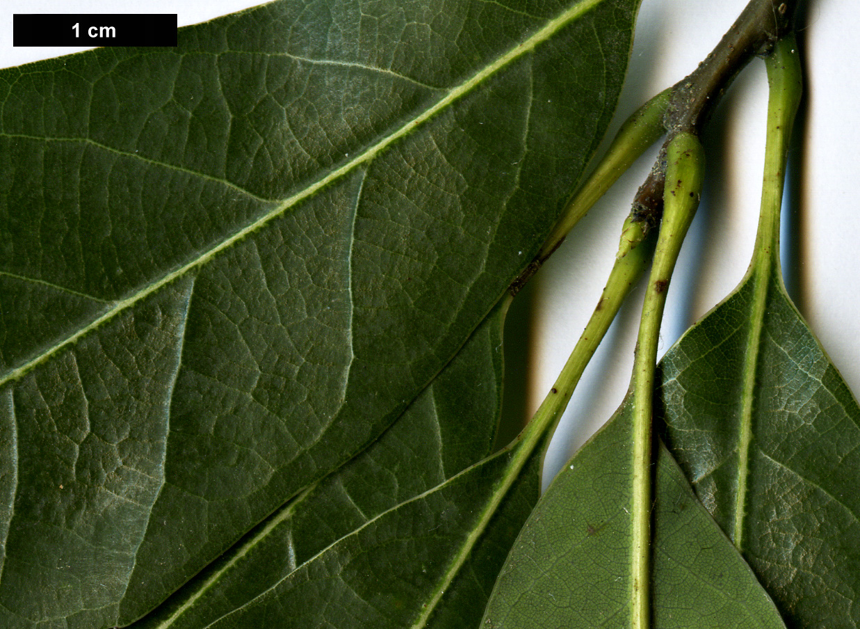 High resolution image: Family: Fagaceae - Genus: Quercus - Taxon: myrsinifolia