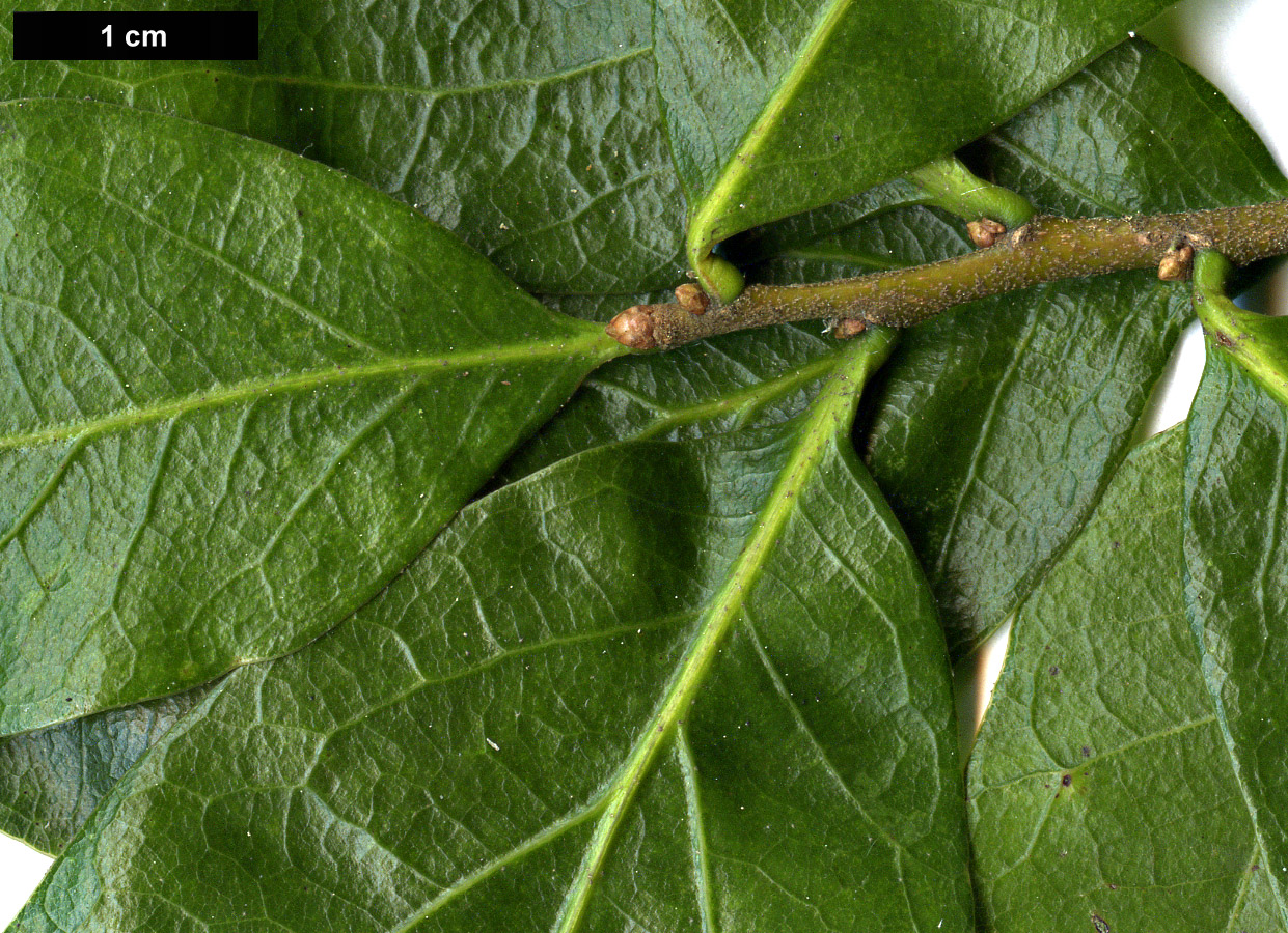 High resolution image: Family: Fagaceae - Genus: Quercus - Taxon: myrtifolia