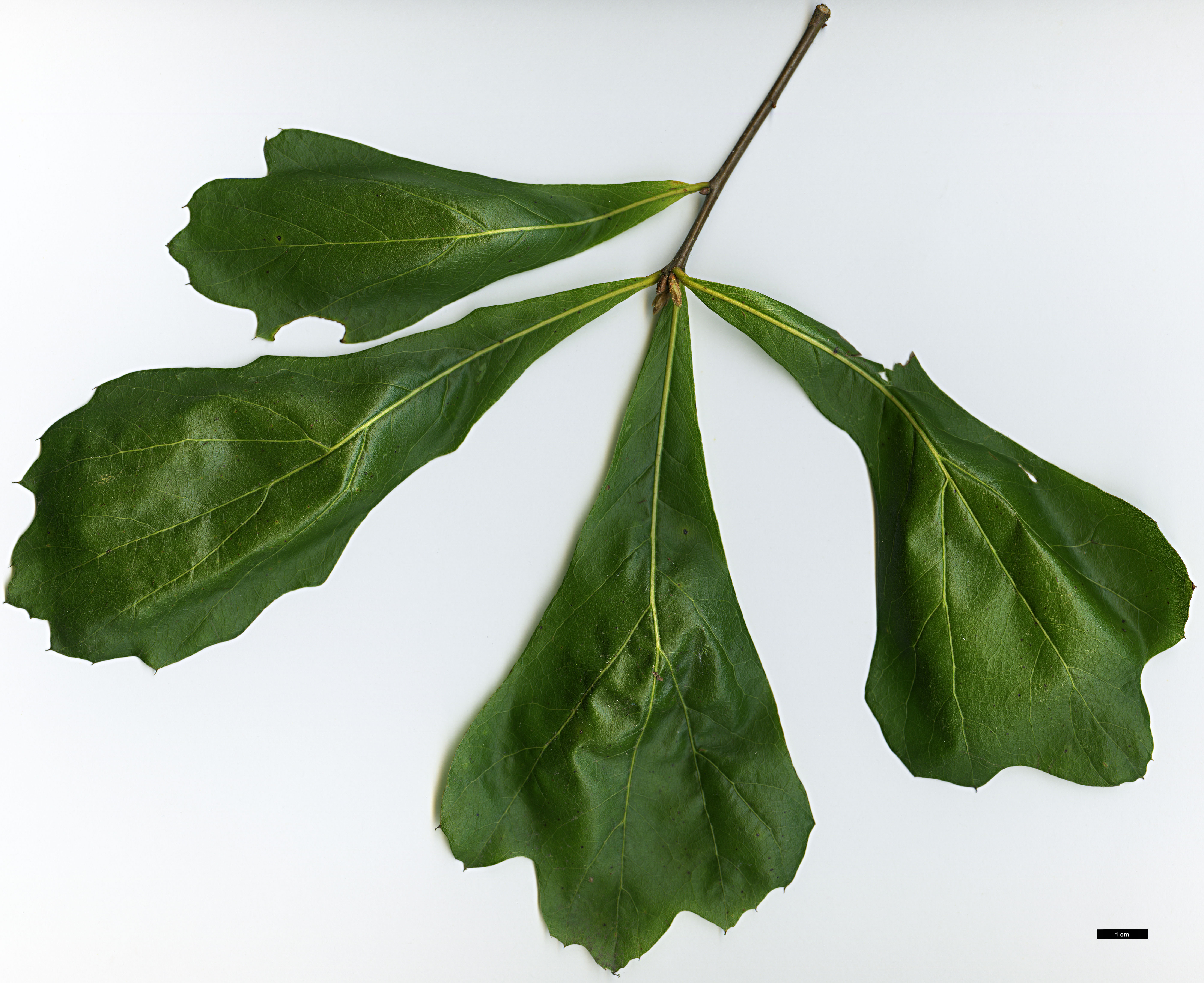 High resolution image: Family: Fagaceae - Genus: Quercus - Taxon: nigra