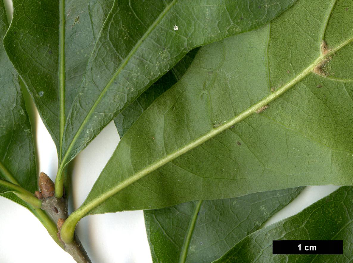 High resolution image: Family: Fagaceae - Genus: Quercus - Taxon: nigra