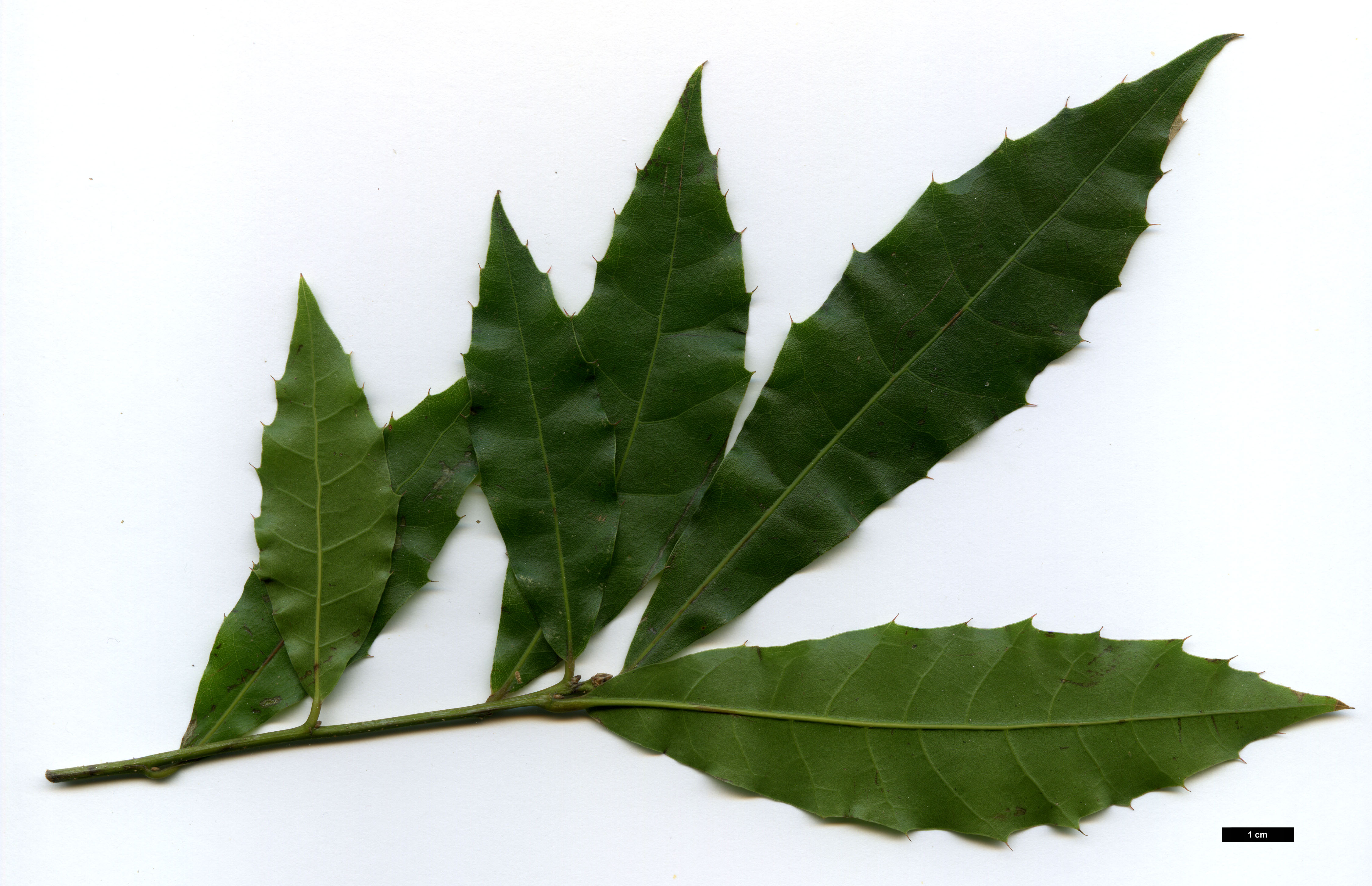 High resolution image: Family: Fagaceae - Genus: Quercus - Taxon: ocoteifolia