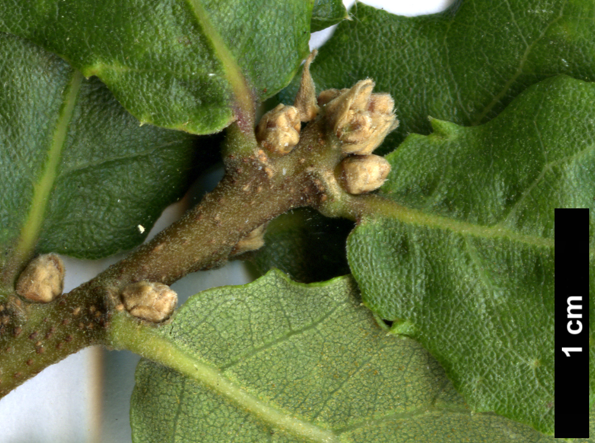 High resolution image: Family: Fagaceae - Genus: Quercus - Taxon: pacifica