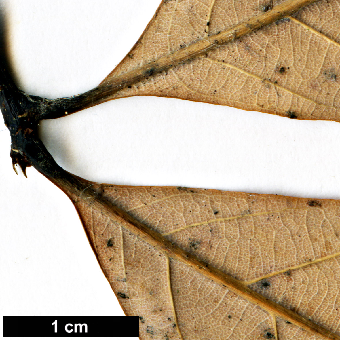 High resolution image: Family: Fagaceae - Genus: Quercus - Taxon: pentacycla