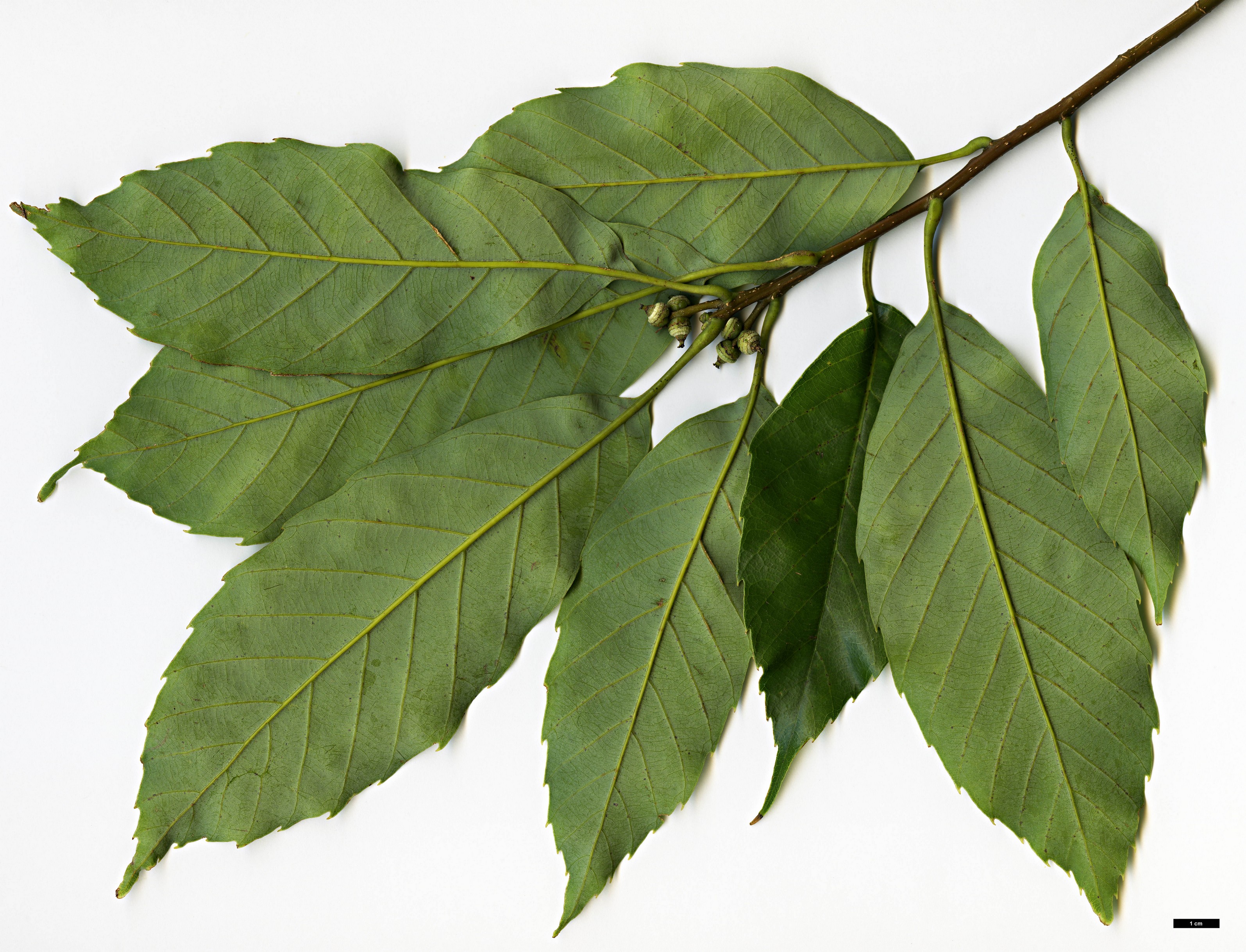 High resolution image: Family: Fagaceae - Genus: Quercus - Taxon: pentacycla