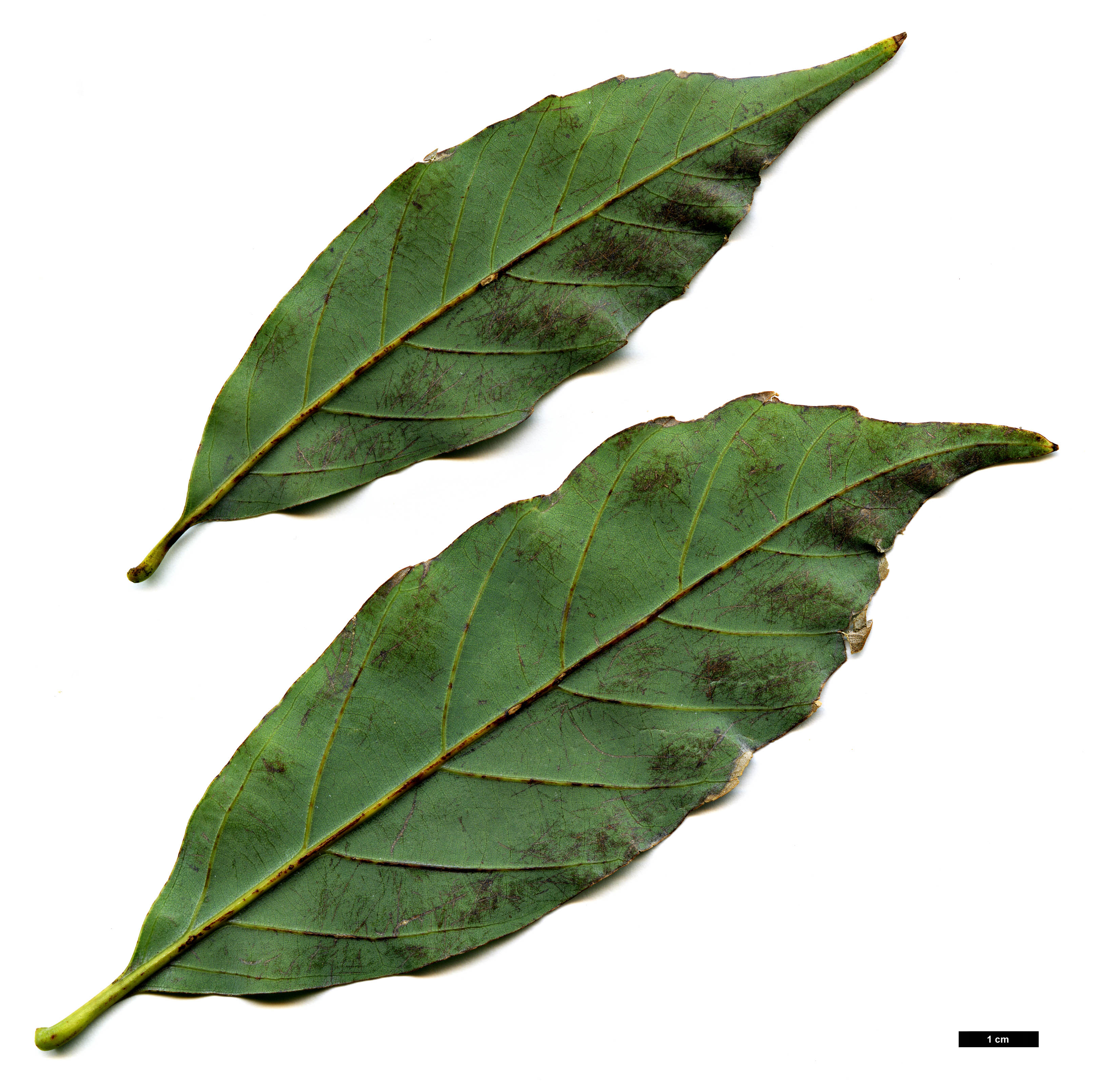 High resolution image: Family: Fagaceae - Genus: Quercus - Taxon: pentacycla