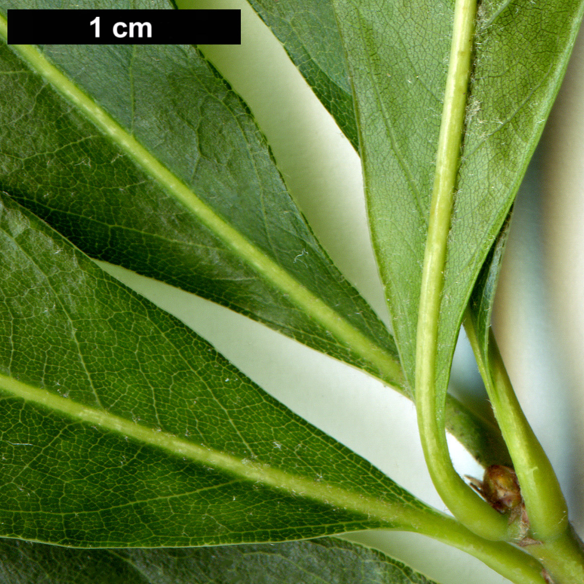 High resolution image: Family: Fagaceae - Genus: Quercus - Taxon: phellos - SpeciesSub: 'Latifolia'