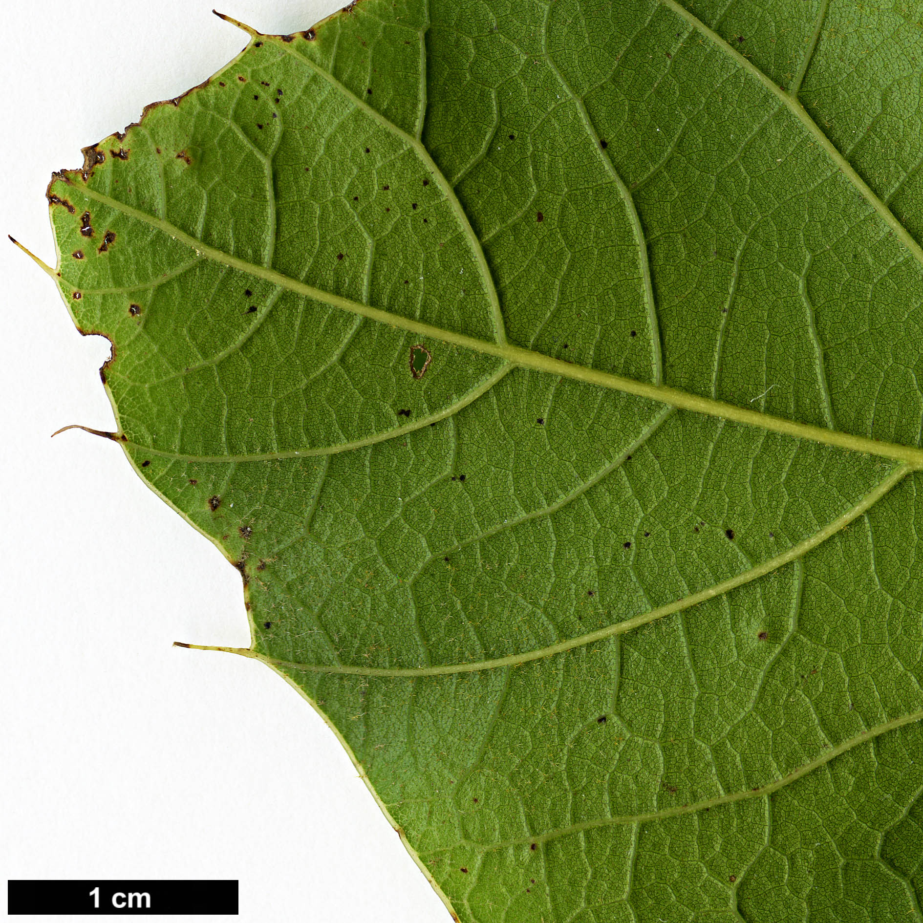 High resolution image: Family: Fagaceae - Genus: Quercus - Taxon: planipocula