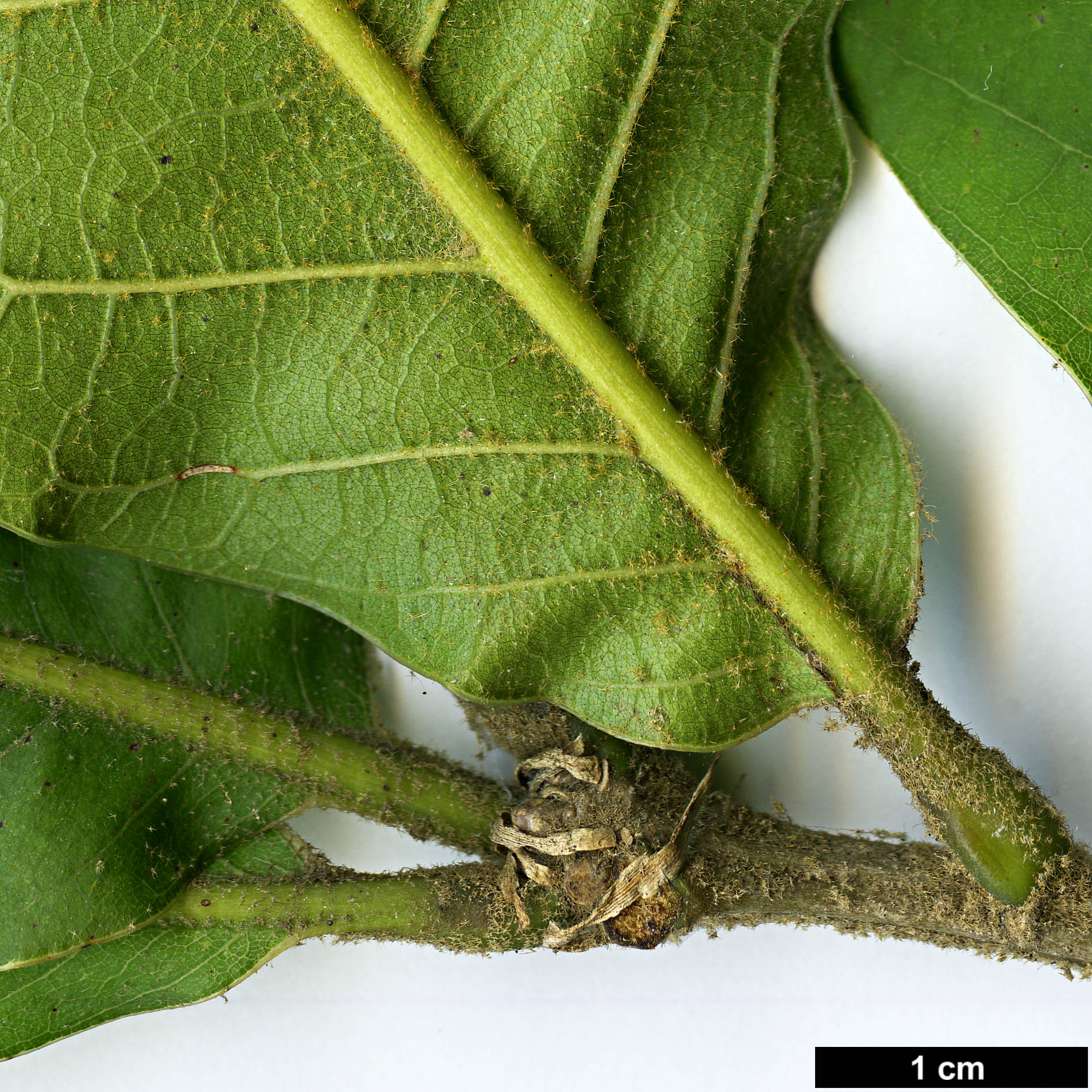 High resolution image: Family: Fagaceae - Genus: Quercus - Taxon: planipocula