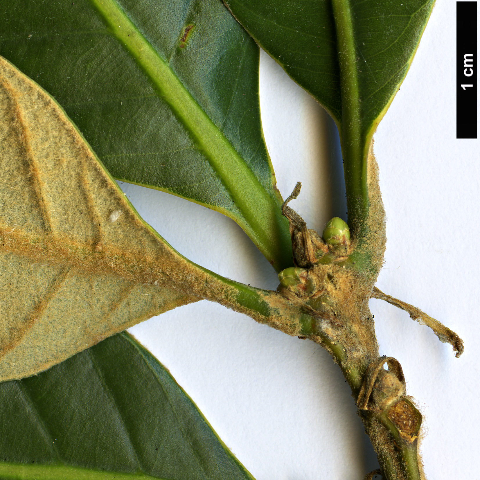 High resolution image: Family: Fagaceae - Genus: Quercus - Taxon: poilanei