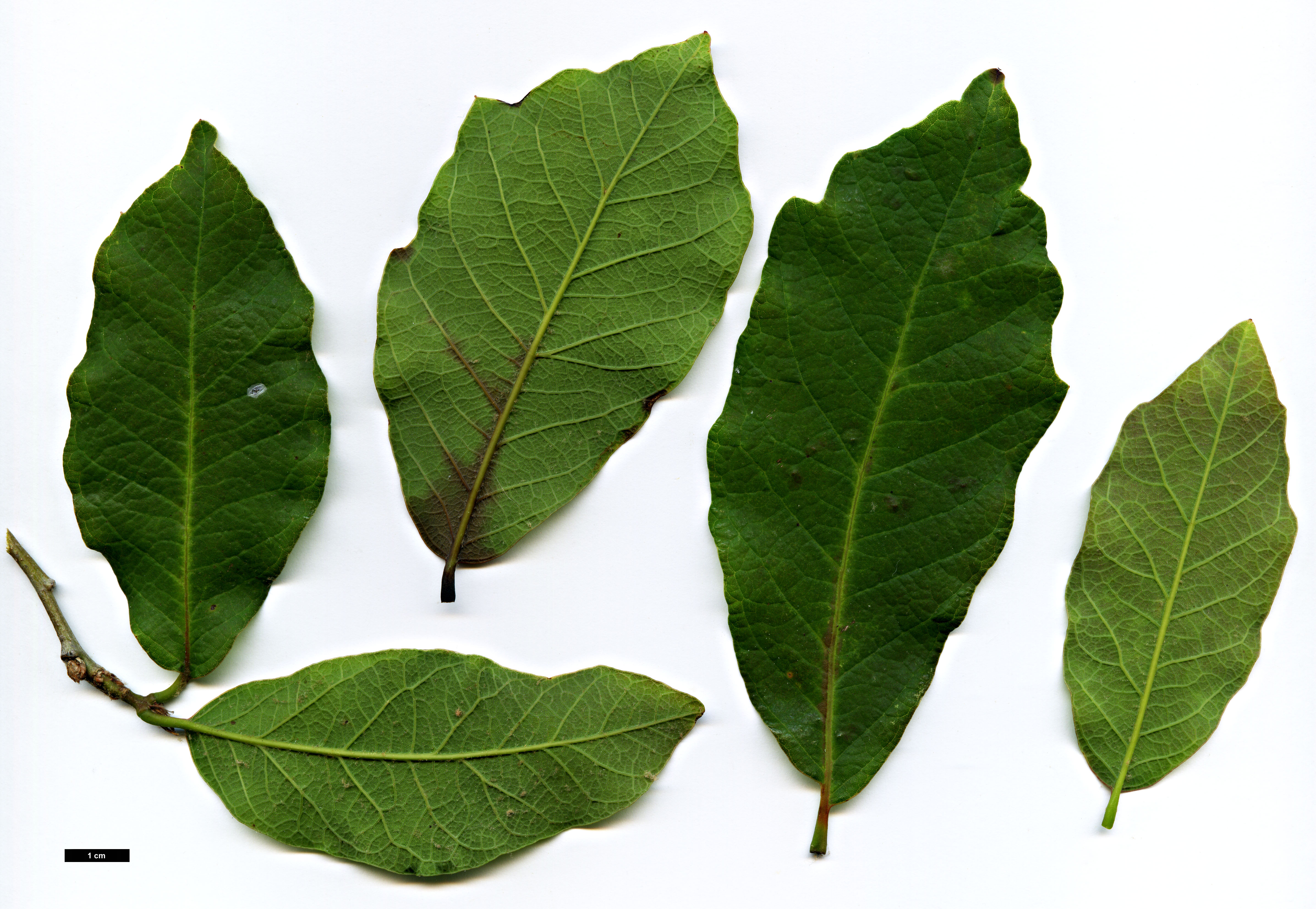 High resolution image: Family: Fagaceae - Genus: Quercus - Taxon: polymorpha