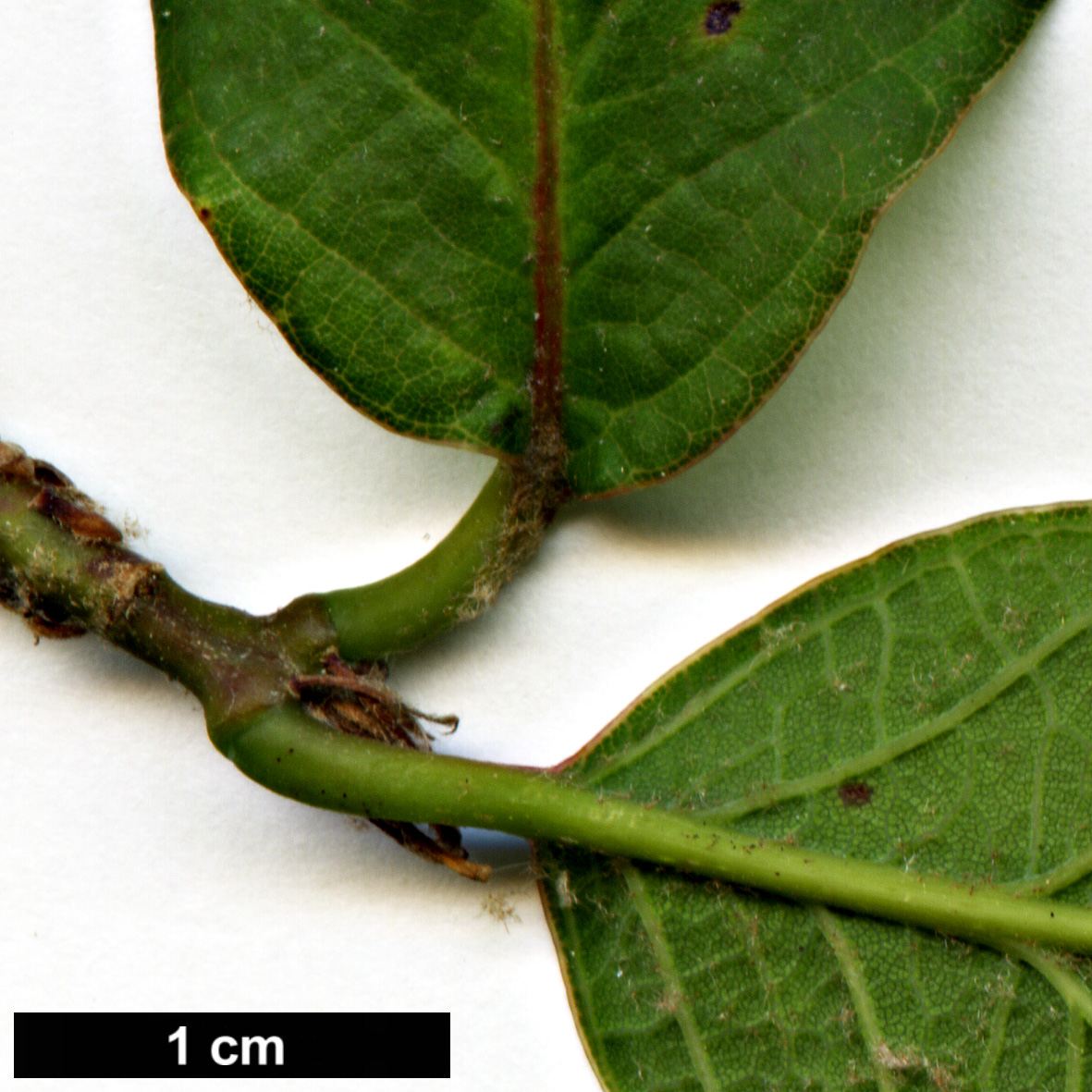 High resolution image: Family: Fagaceae - Genus: Quercus - Taxon: polymorpha