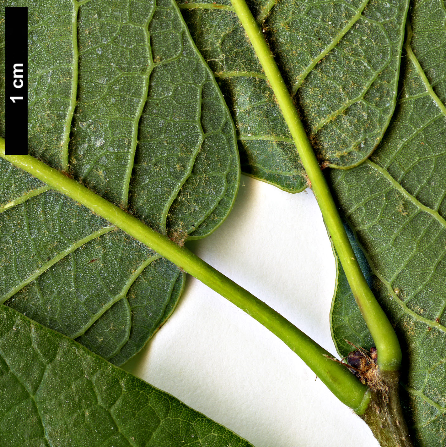 High resolution image: Family: Fagaceae - Genus: Quercus - Taxon: polymorpha