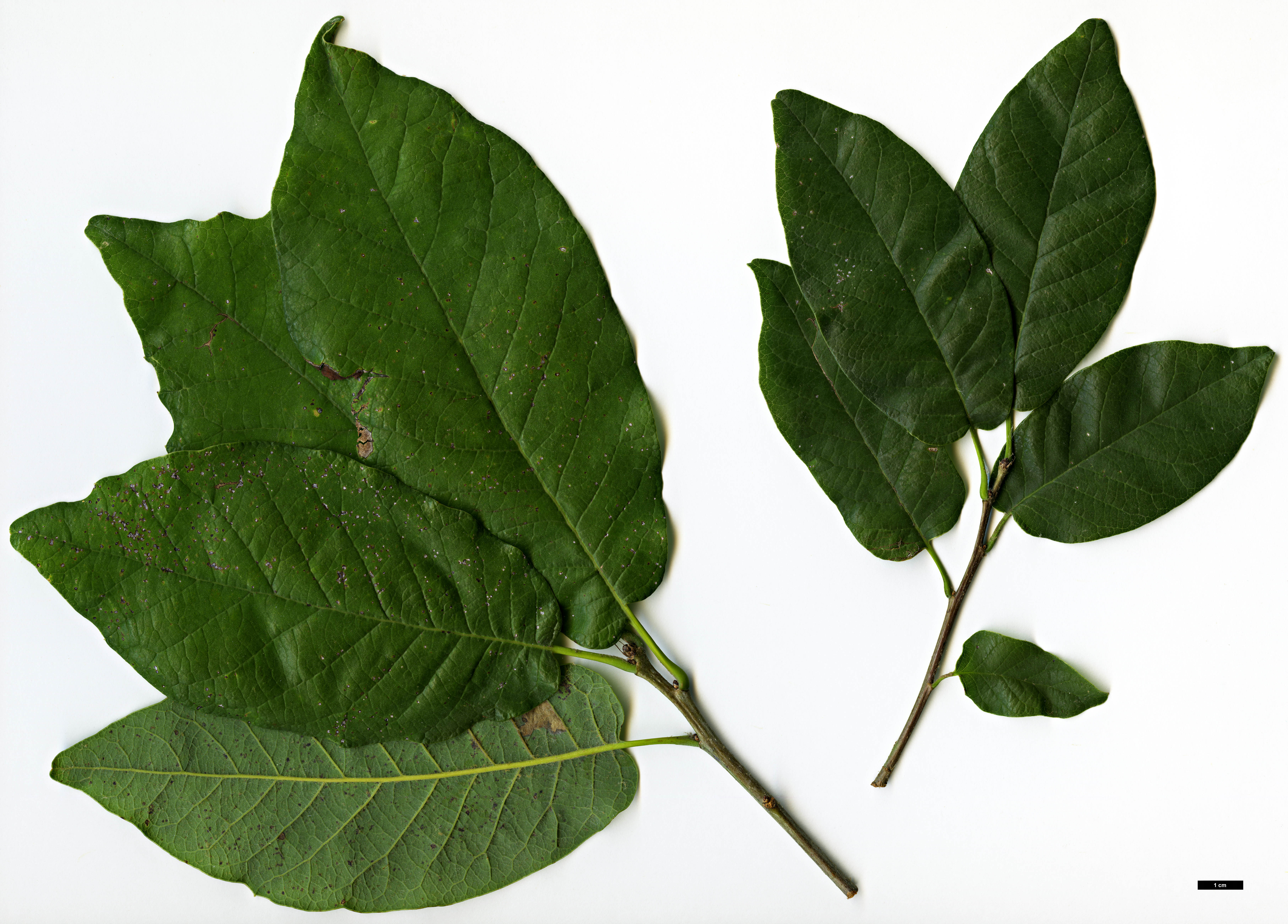 High resolution image: Family: Fagaceae - Genus: Quercus - Taxon: polymorpha