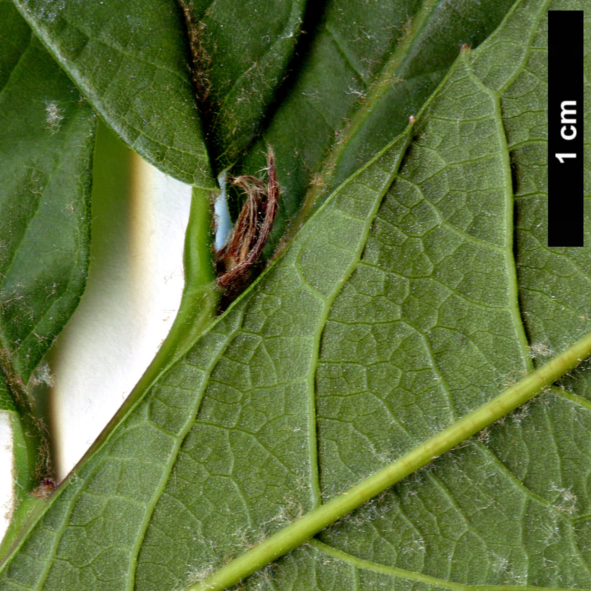 High resolution image: Family: Fagaceae - Genus: Quercus - Taxon: polymorpha