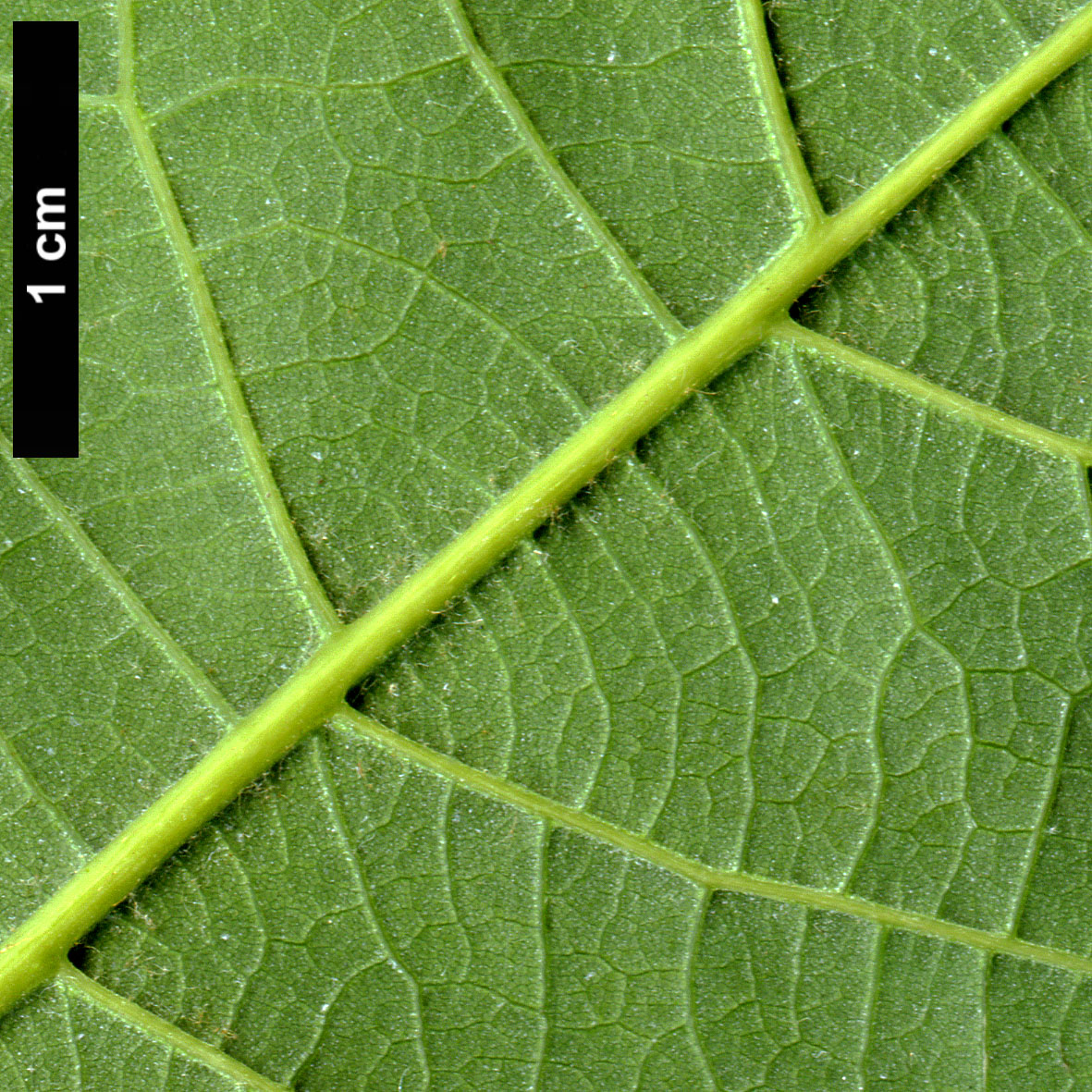 High resolution image: Family: Fagaceae - Genus: Quercus - Taxon: polymorpha