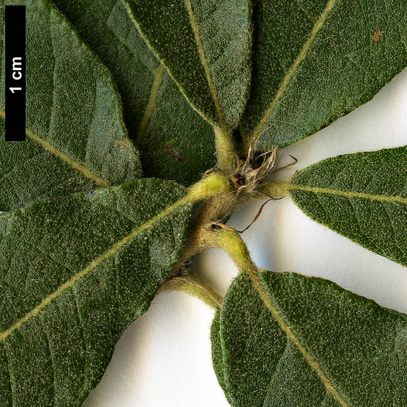 High resolution image: Family: Fagaceae - Genus: Quercus - Taxon: praeco