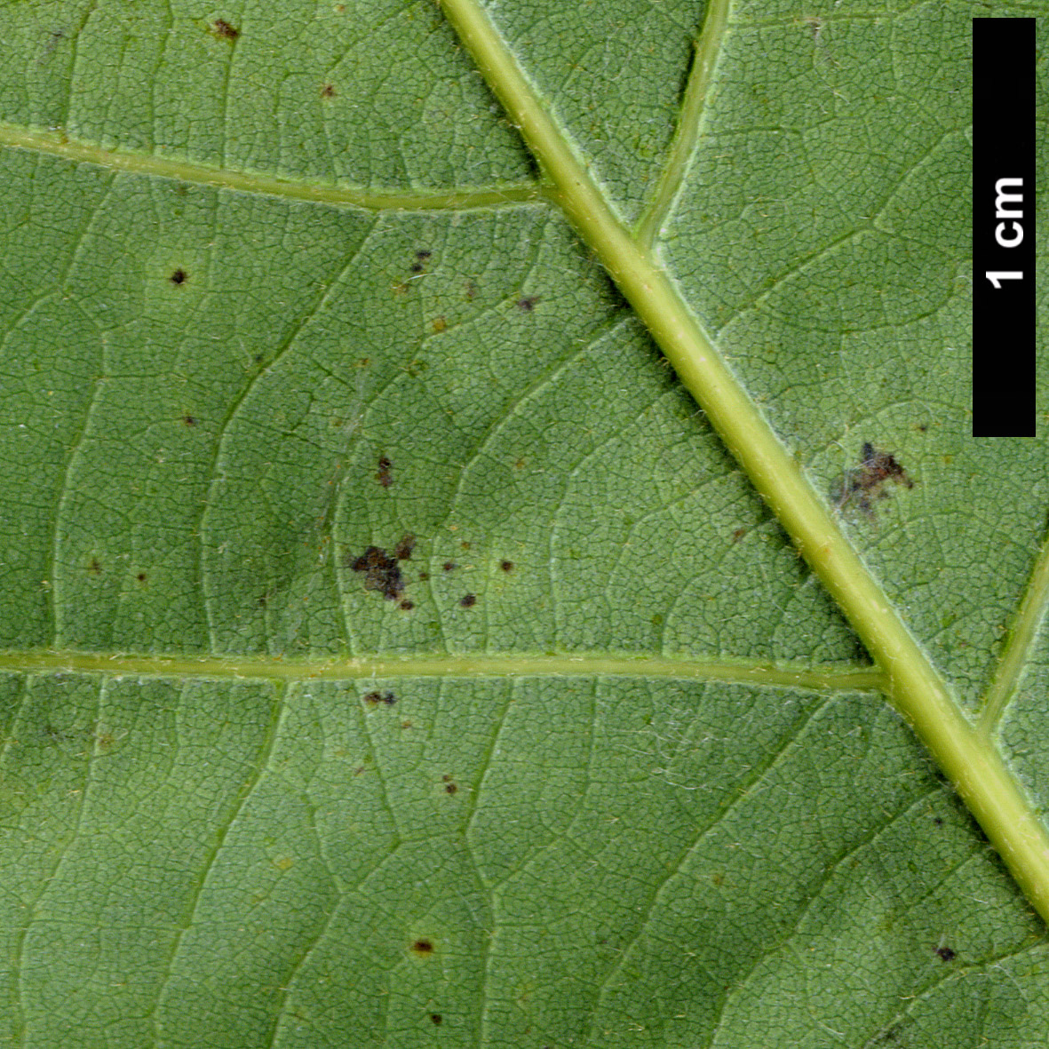 High resolution image: Family: Fagaceae - Genus: Quercus - Taxon: prinoides