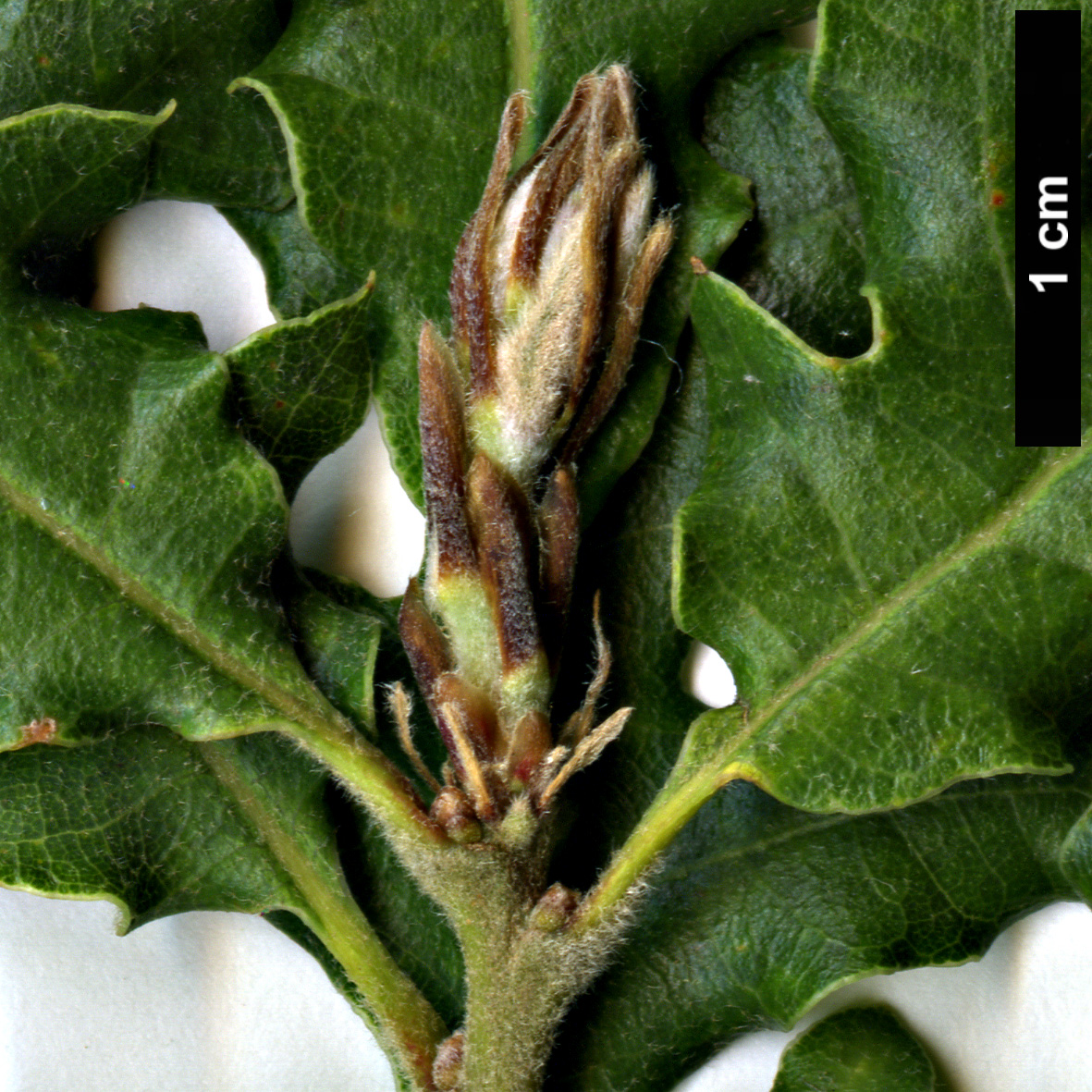 High resolution image: Family: Fagaceae - Genus: Quercus - Taxon: pubescens