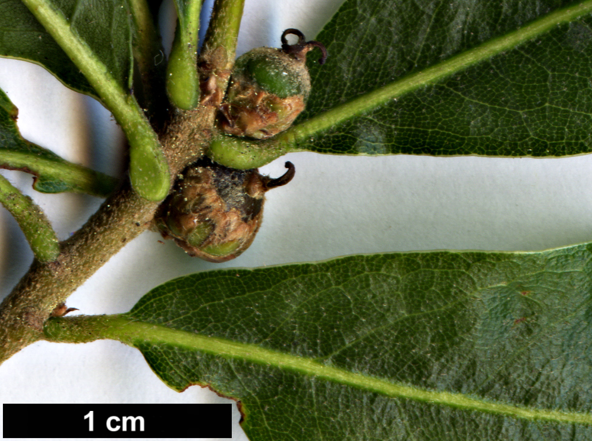 High resolution image: Family: Fagaceae - Genus: Quercus - Taxon: pumila