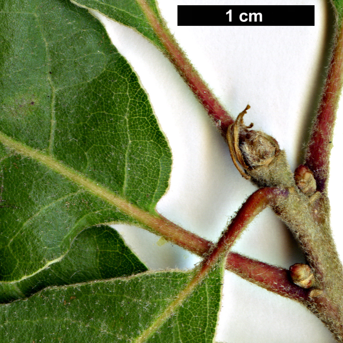 High resolution image: Family: Fagaceae - Genus: Quercus - Taxon: pyrenaica - SpeciesSub: hybrid