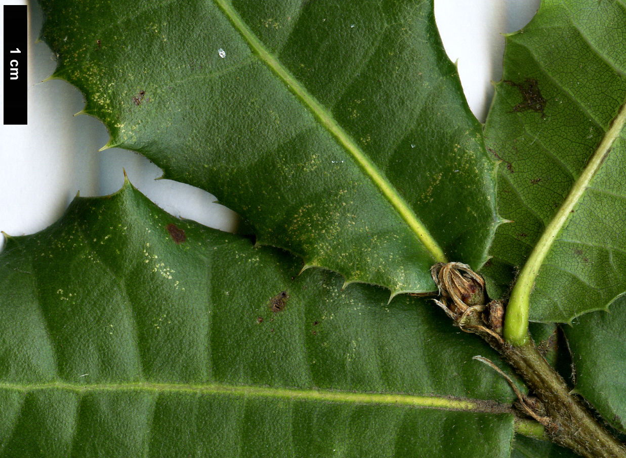 High resolution image: Family: Fagaceae - Genus: Quercus - Taxon: rehderiana