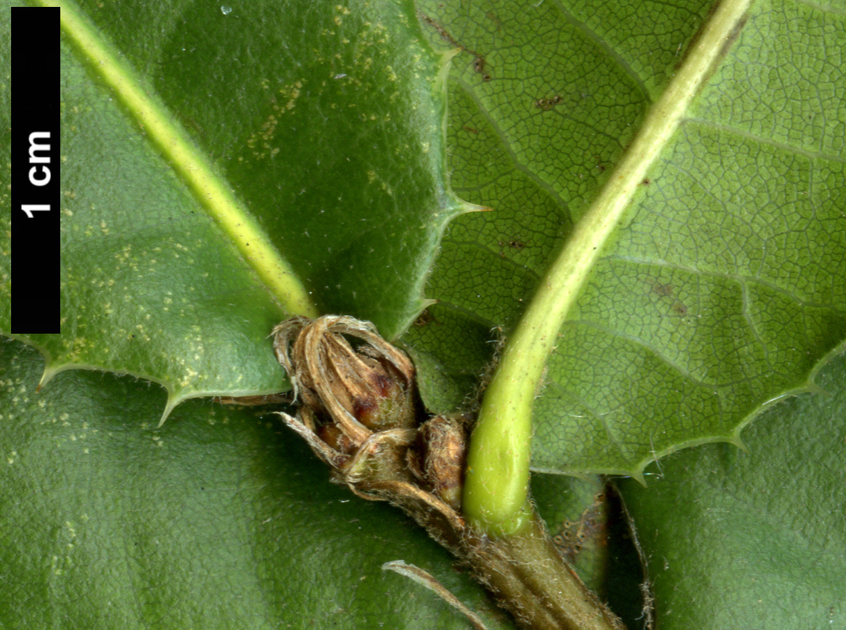 High resolution image: Family: Fagaceae - Genus: Quercus - Taxon: rehderiana