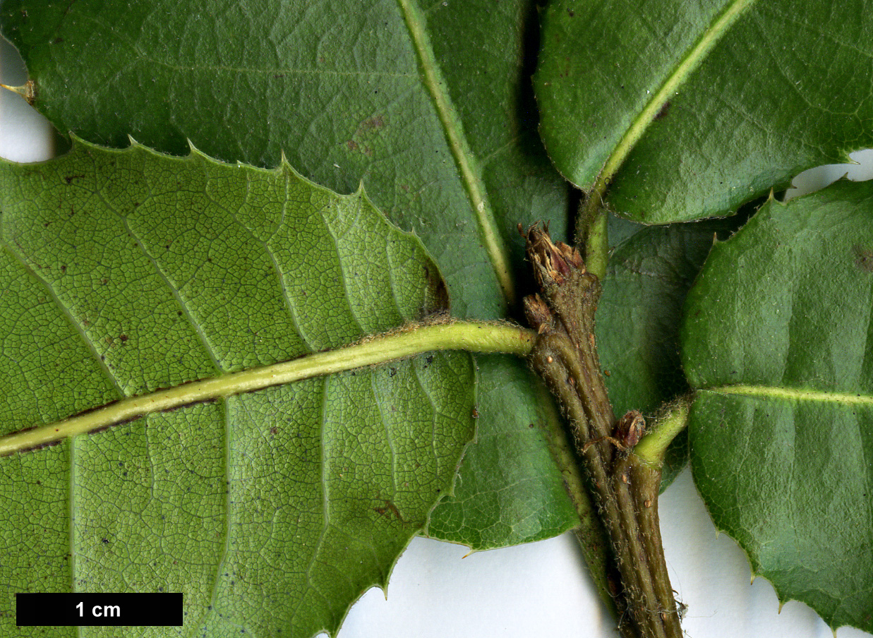 High resolution image: Family: Fagaceae - Genus: Quercus - Taxon: rehderiana