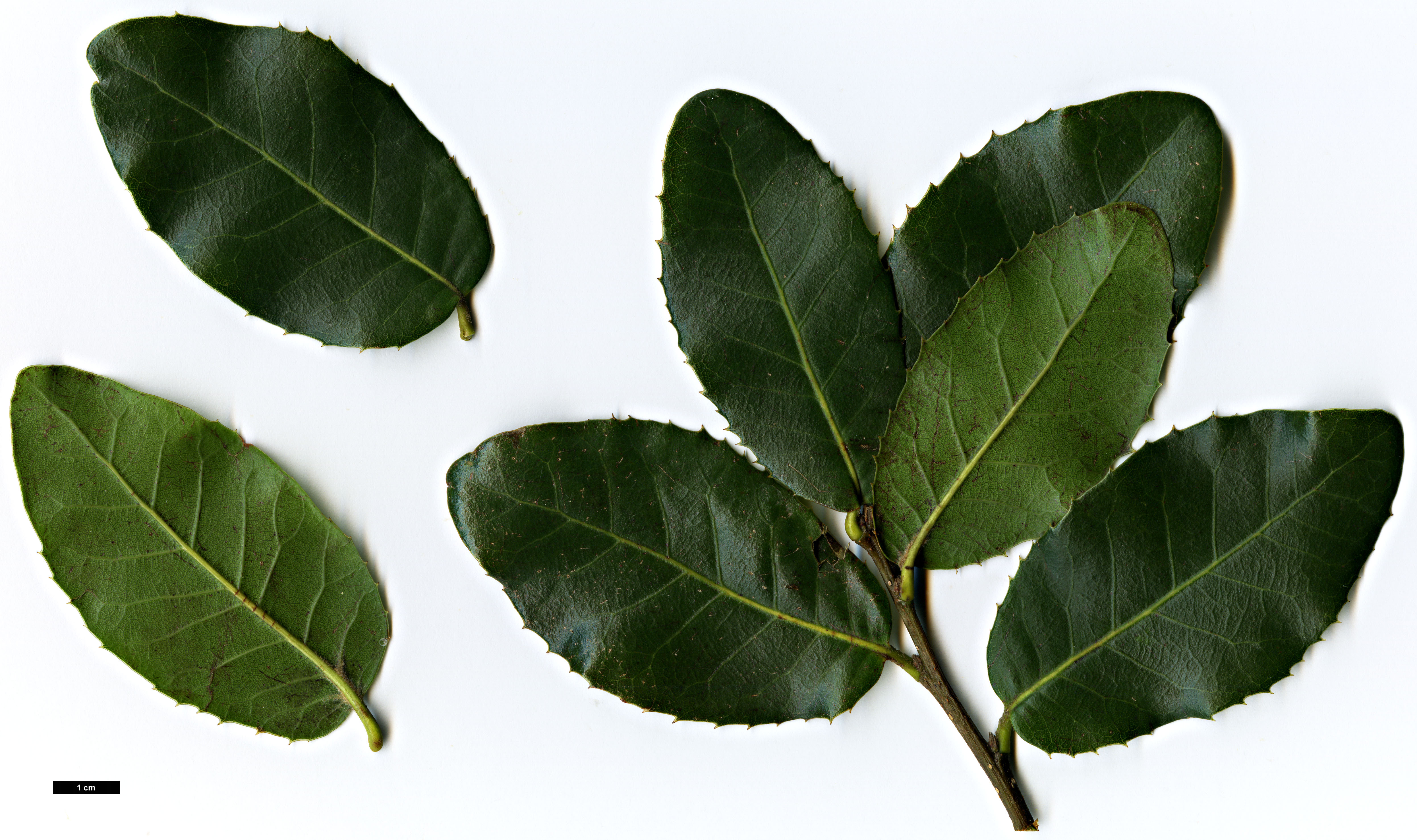 High resolution image: Family: Fagaceae - Genus: Quercus - Taxon: rehderiana