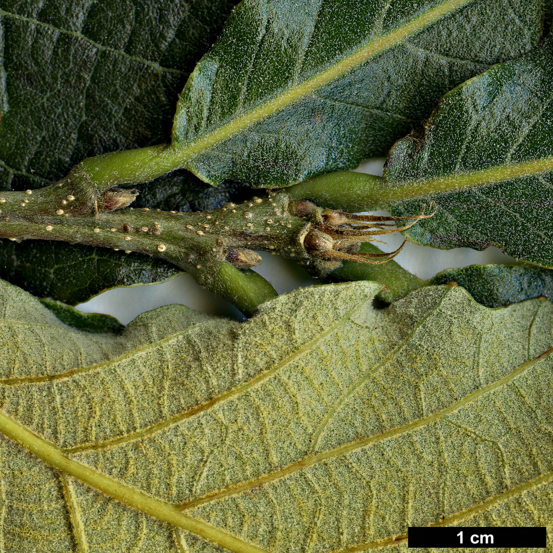 High resolution image: Family: Fagaceae - Genus: Quercus - Taxon: resinosa