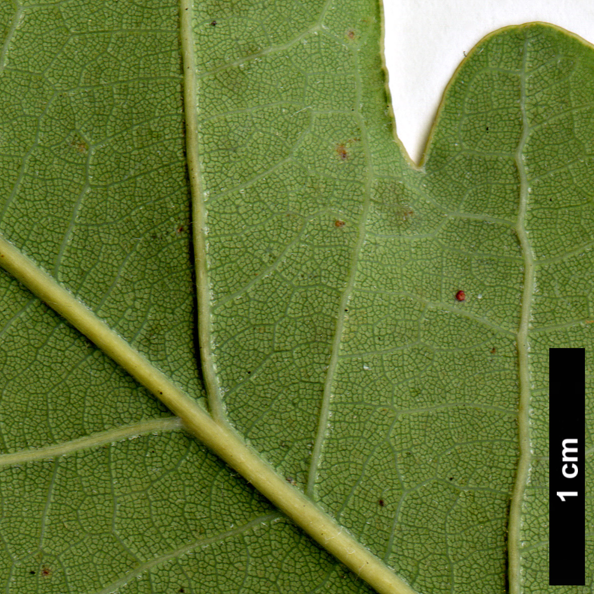 High resolution image: Family: Fagaceae - Genus: Quercus - Taxon: robur