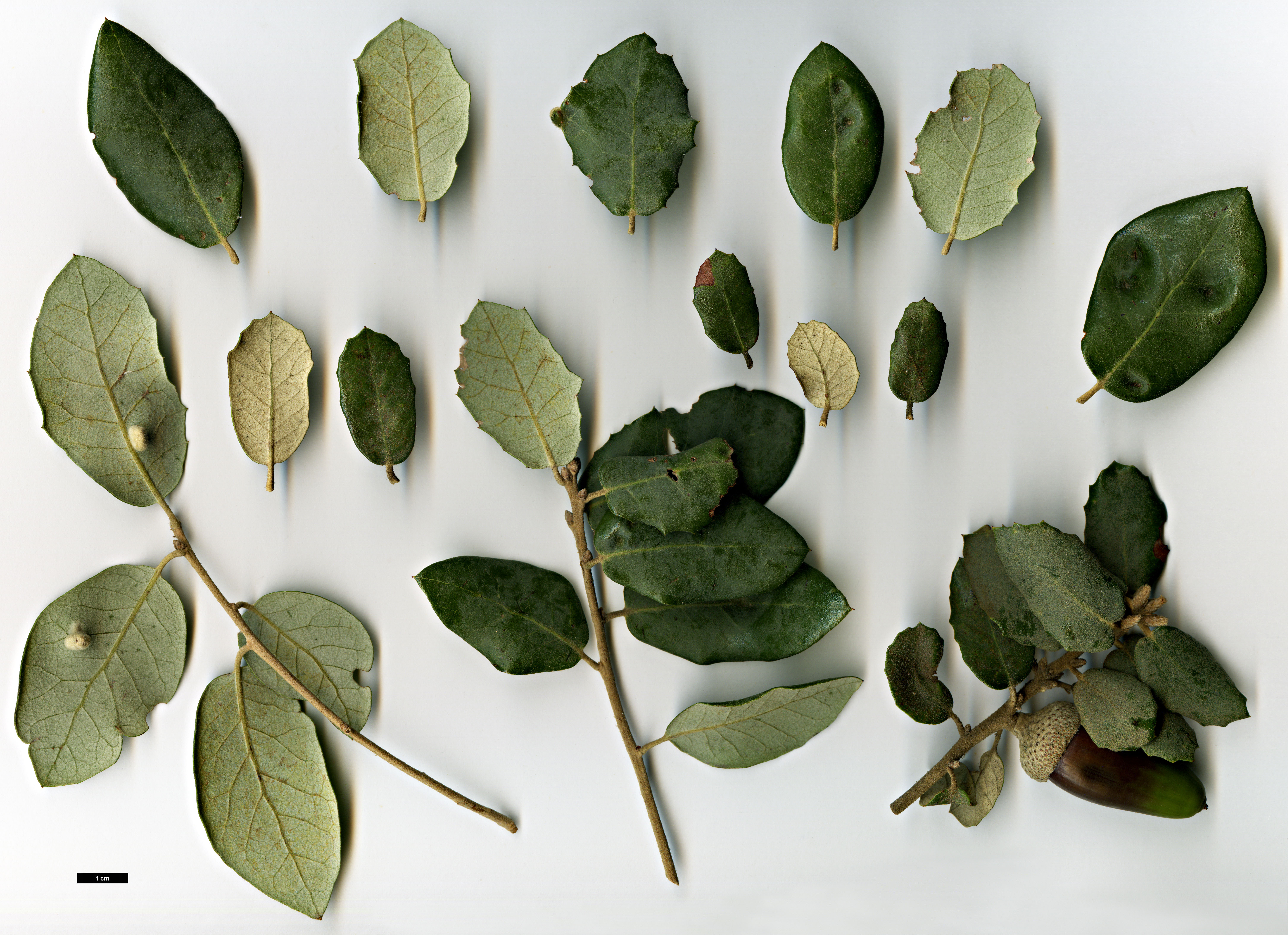 High resolution image: Family: Fagaceae - Genus: Quercus - Taxon: rotundifolia