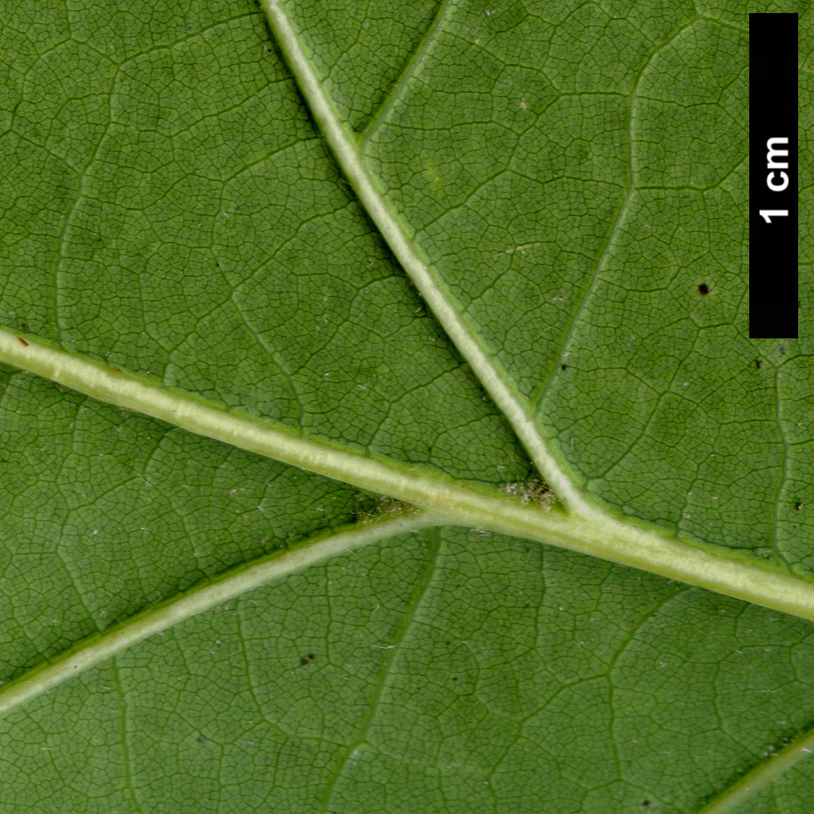 High resolution image: Family: Fagaceae - Genus: Quercus - Taxon: rubra