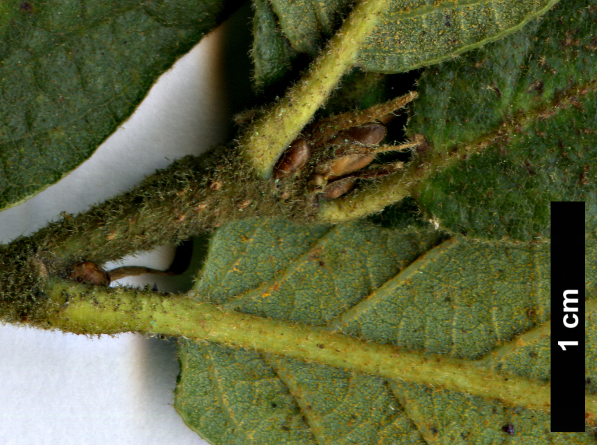 High resolution image: Family: Fagaceae - Genus: Quercus - Taxon: rugosa