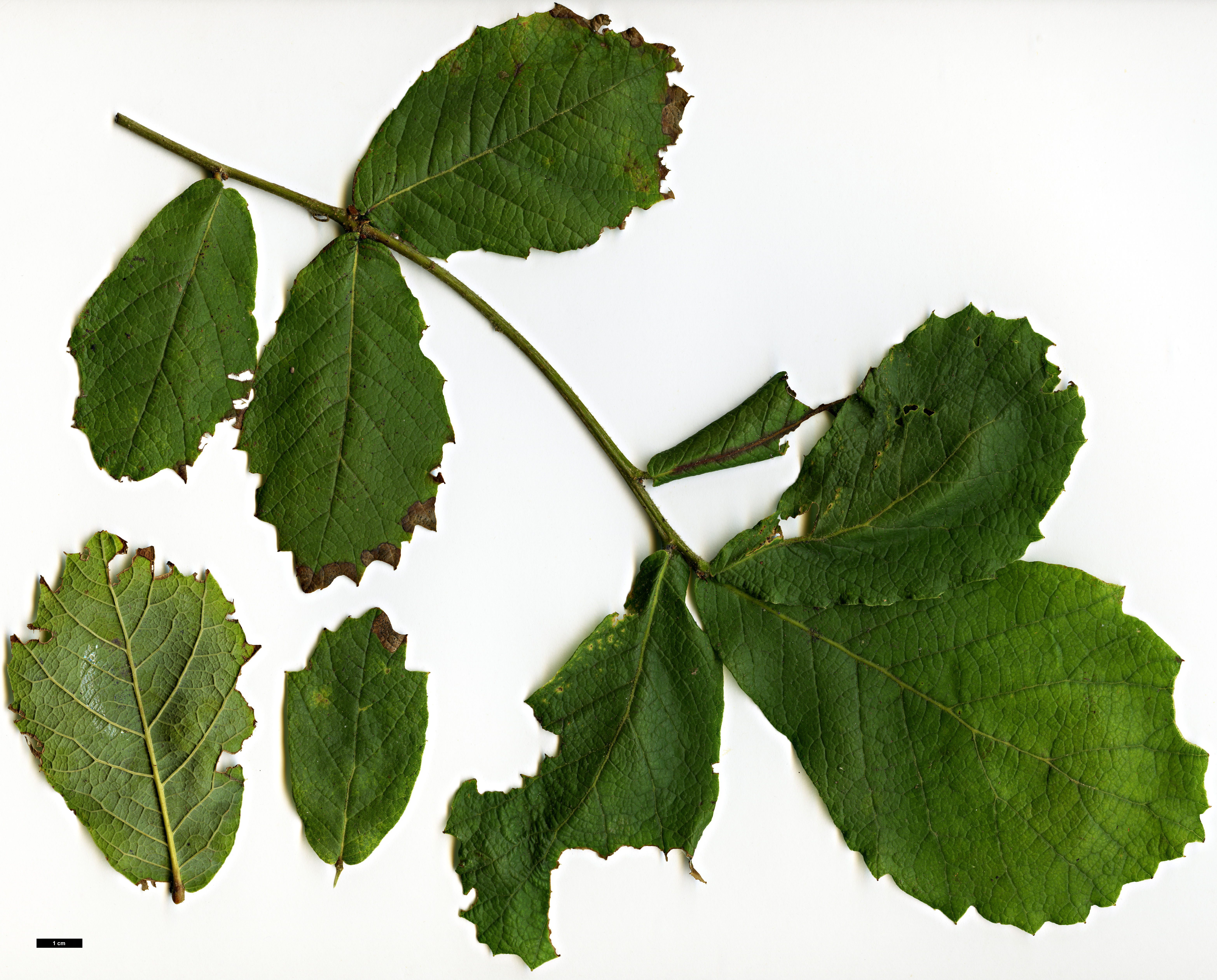 High resolution image: Family: Fagaceae - Genus: Quercus - Taxon: rugosa