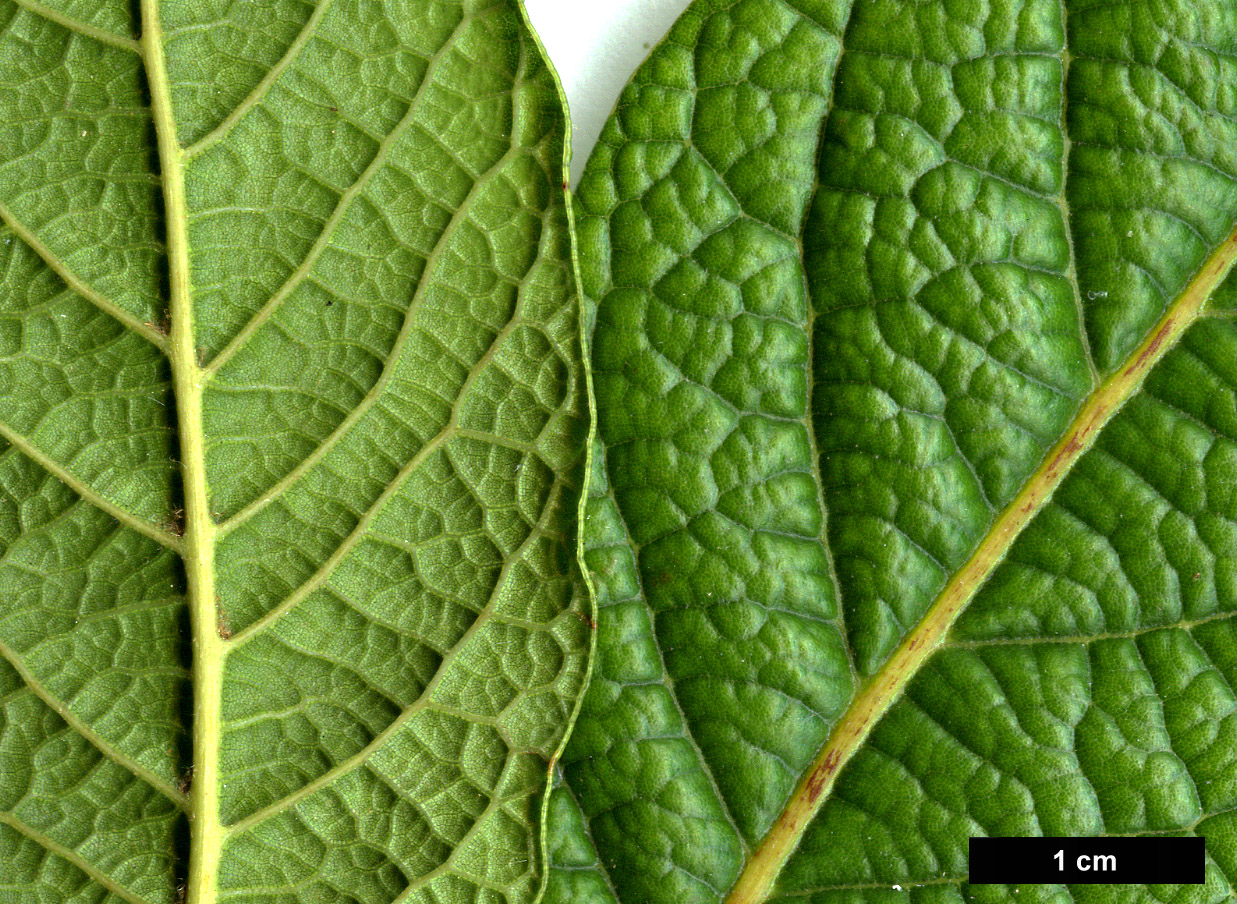 High resolution image: Family: Fagaceae - Genus: Quercus - Taxon: rysophylla