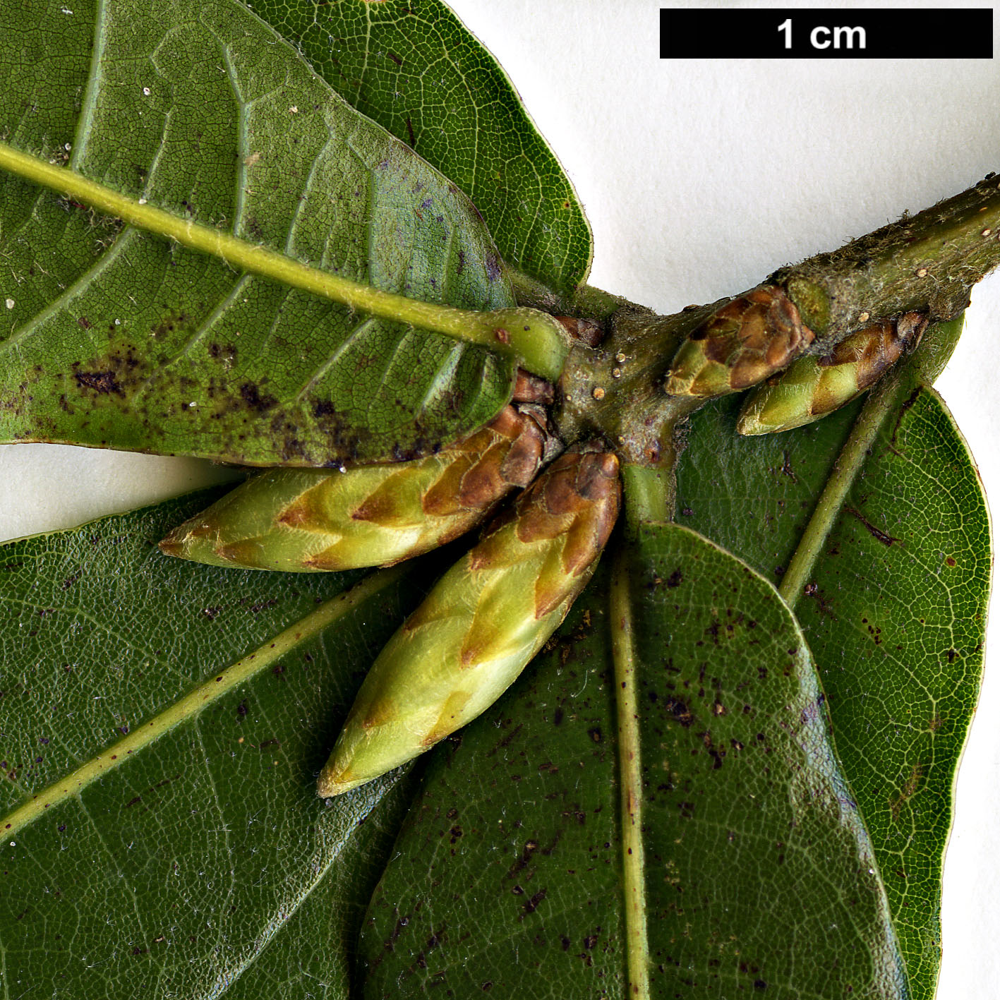 High resolution image: Family: Fagaceae - Genus: Quercus - Taxon: salicifolia