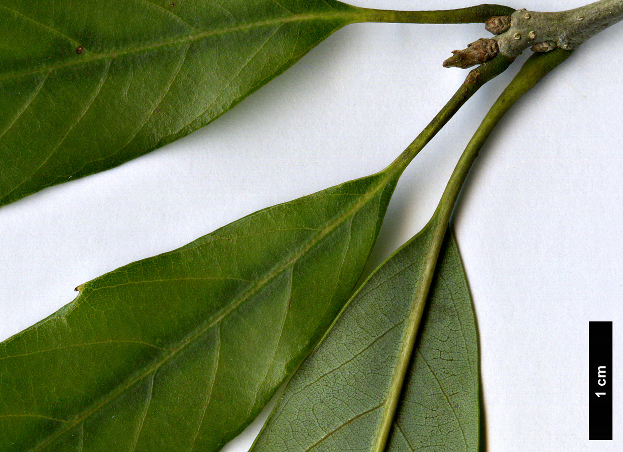 High resolution image: Family: Fagaceae - Genus: Quercus - Taxon: salicina