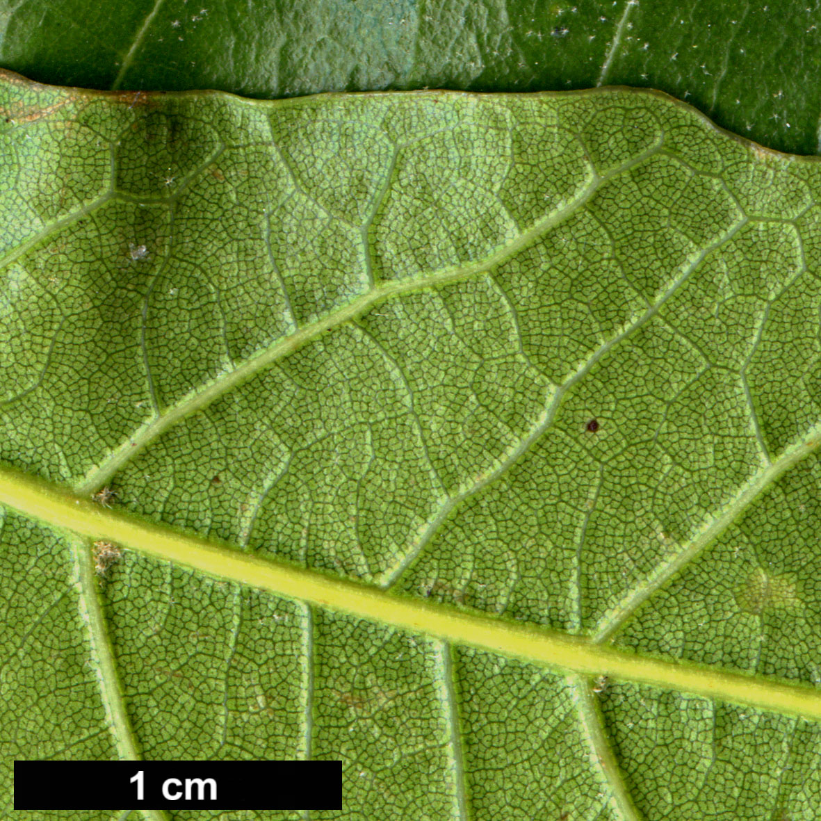 High resolution image: Family: Fagaceae - Genus: Quercus - Taxon: sapotifolia