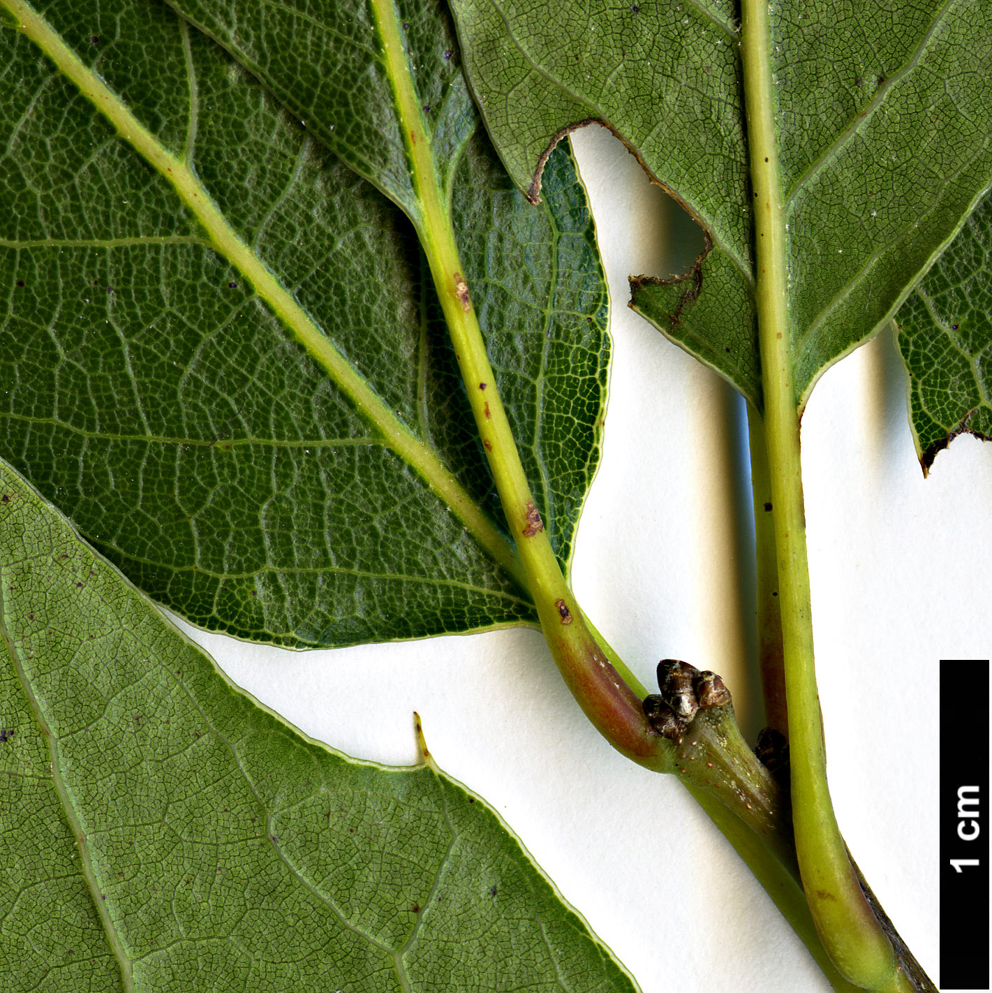 High resolution image: Family: Fagaceae - Genus: Quercus - Taxon: sartorii