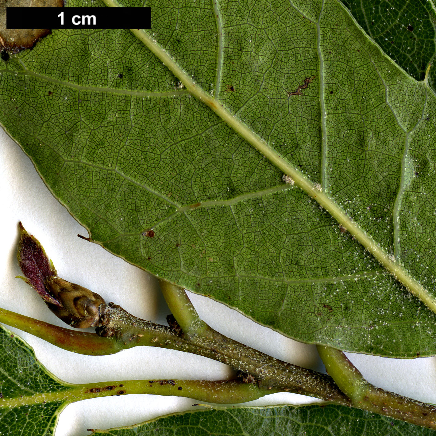 High resolution image: Family: Fagaceae - Genus: Quercus - Taxon: sartorii