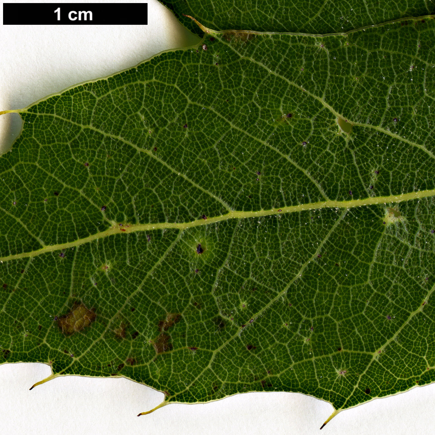 High resolution image: Family: Fagaceae - Genus: Quercus - Taxon: sartorii