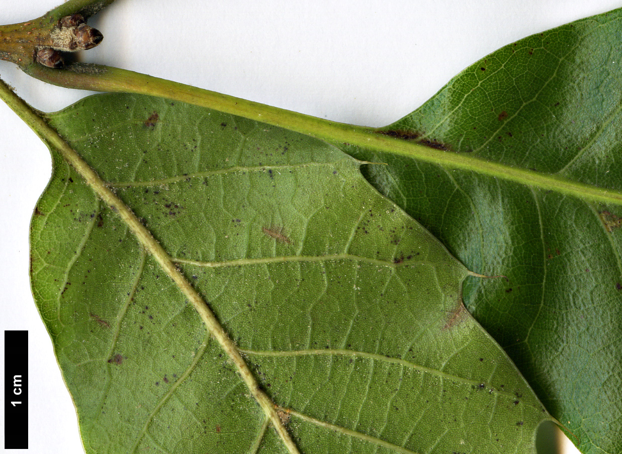 High resolution image: Family: Fagaceae - Genus: Quercus - Taxon: sartorii